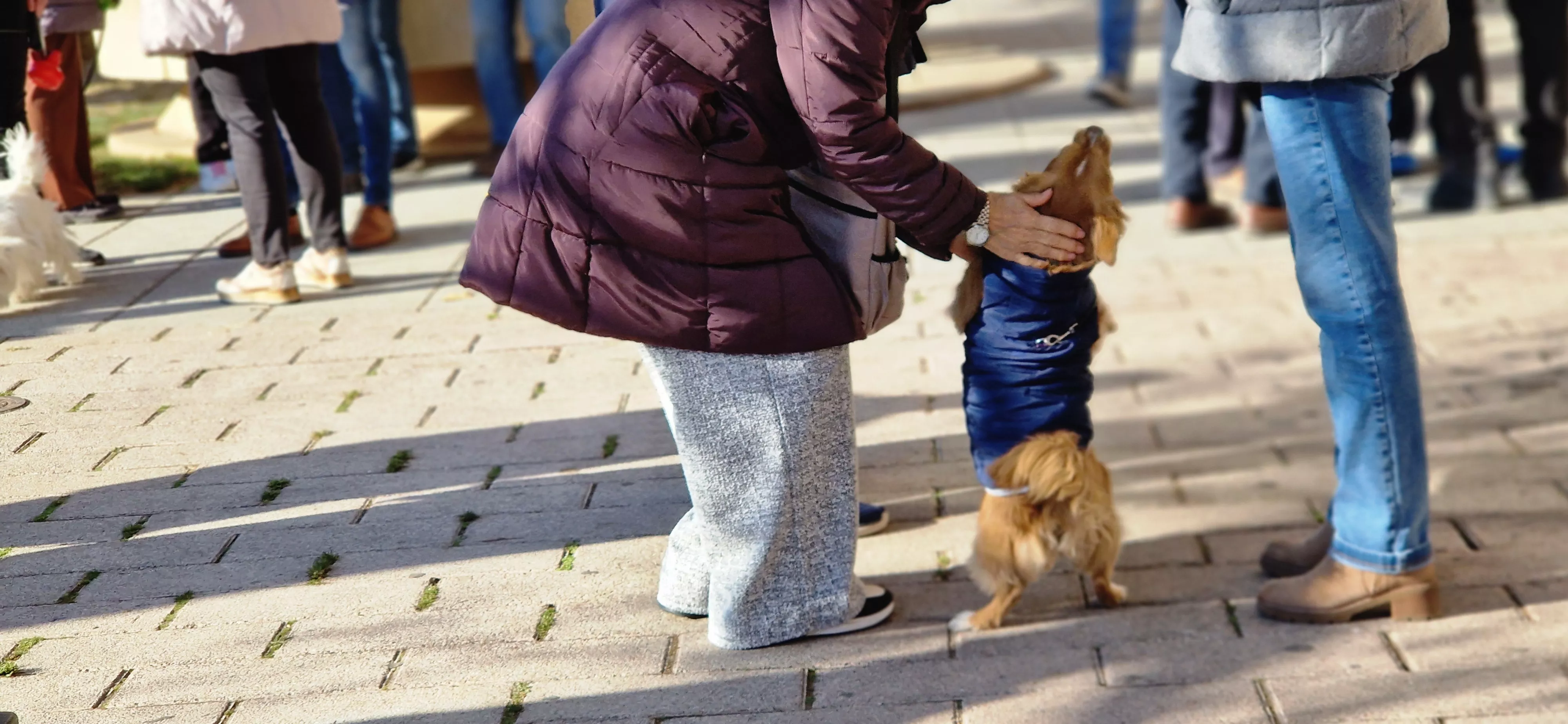 Bendición de animales por San Antón. Foto Myriam Martínez 