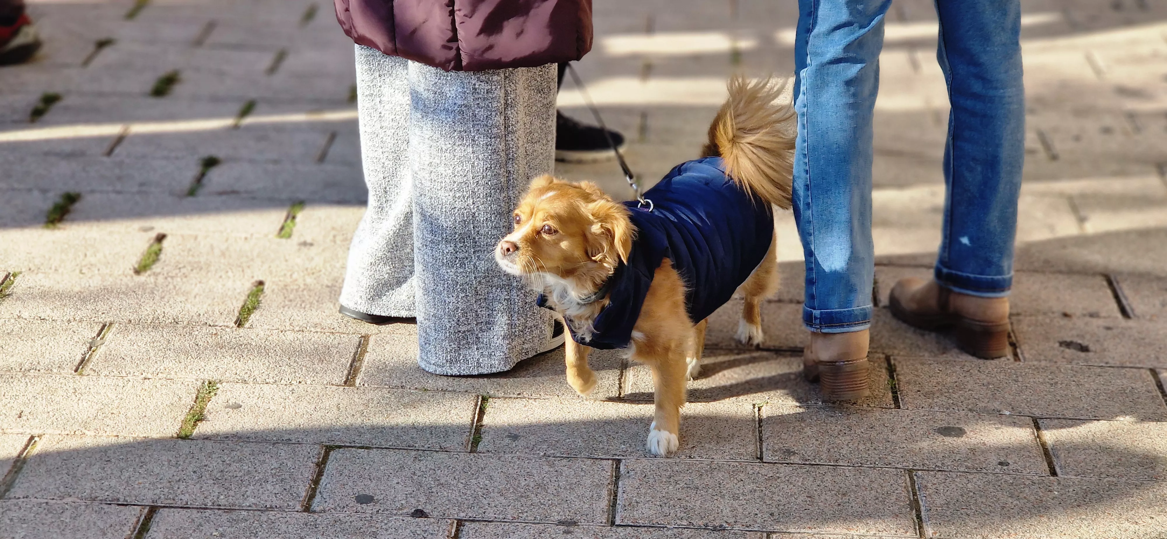 Bendición de animales por San Antón. Foto Myriam Martínez 