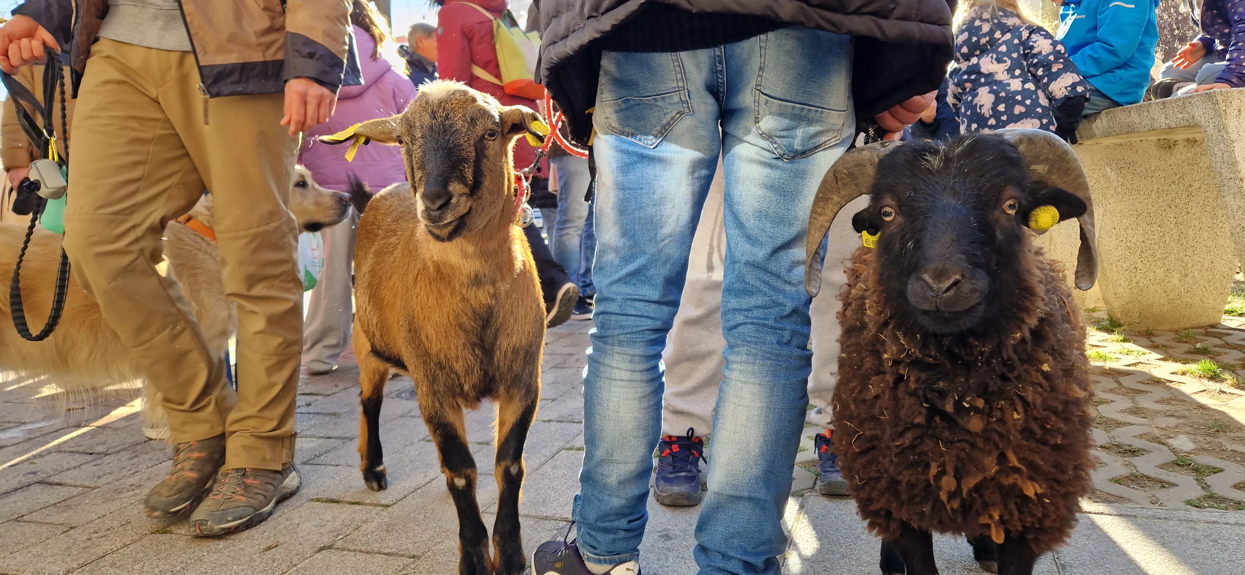 Bendición de animales por San Antón. Foto Myriam Martínez 