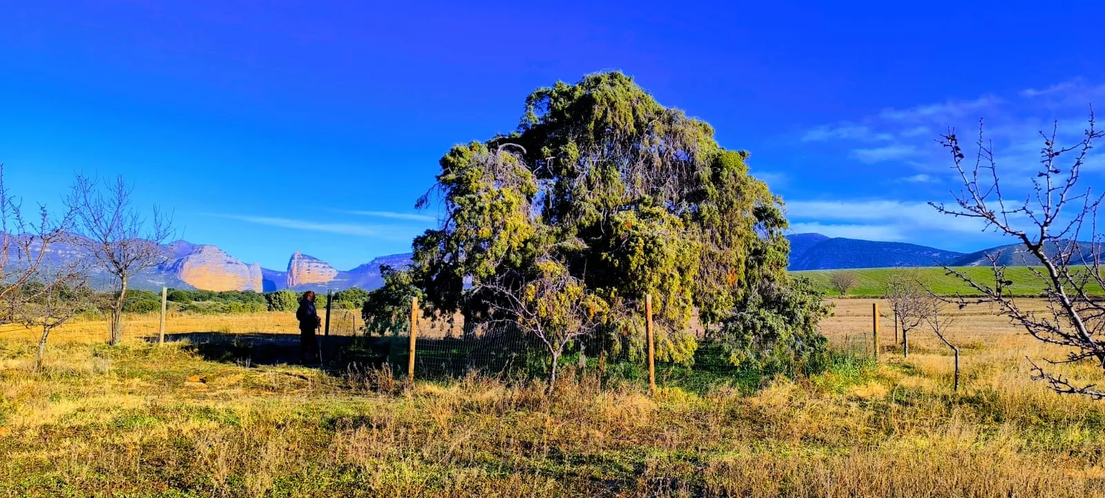 El Chinebro de Chibluco. Foto Joaquín Santafé