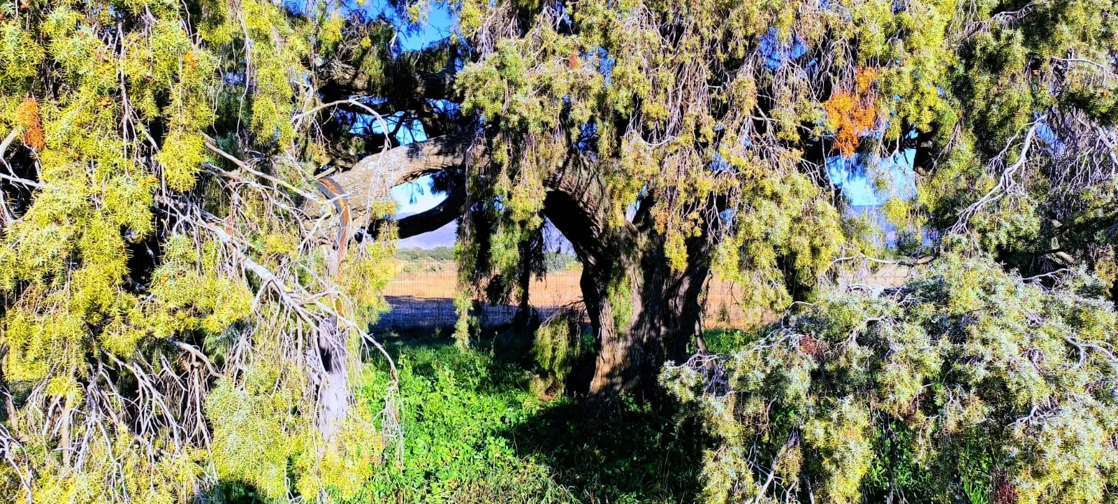 Esta planta arbustiva tiene una altura de siete metros. Foto Joaquín Santafé