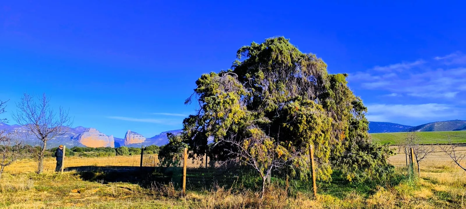 Su copa mide once metros. Foto Joaquín Santafé