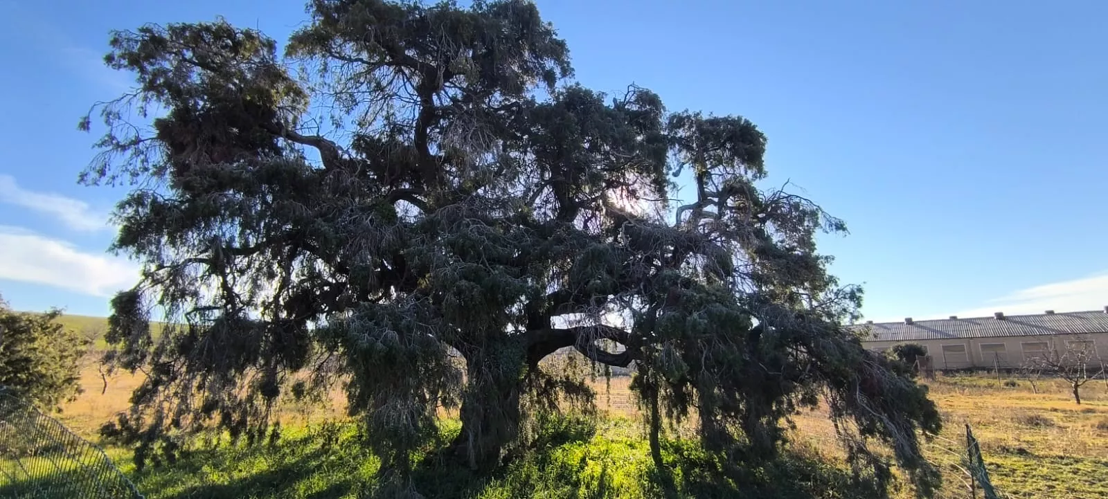 Es un árbol que se puede contemplar como una obra de arte. Foto Joaquín Santafé