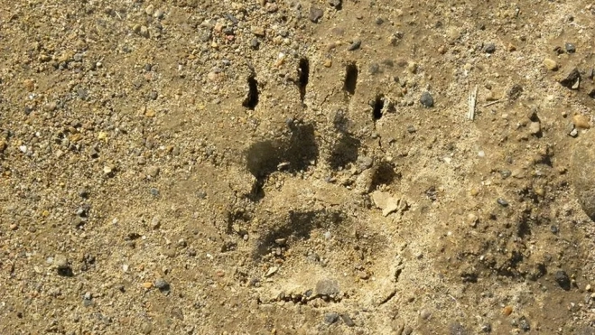 Huella Taxugo CMNabaín Huella Taxugo CMNabaín