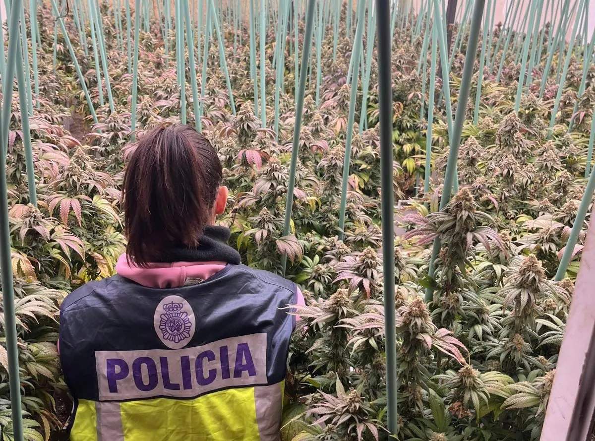 Una nave del polígono Monzú albergaba una inmensa plantación de marihuana.