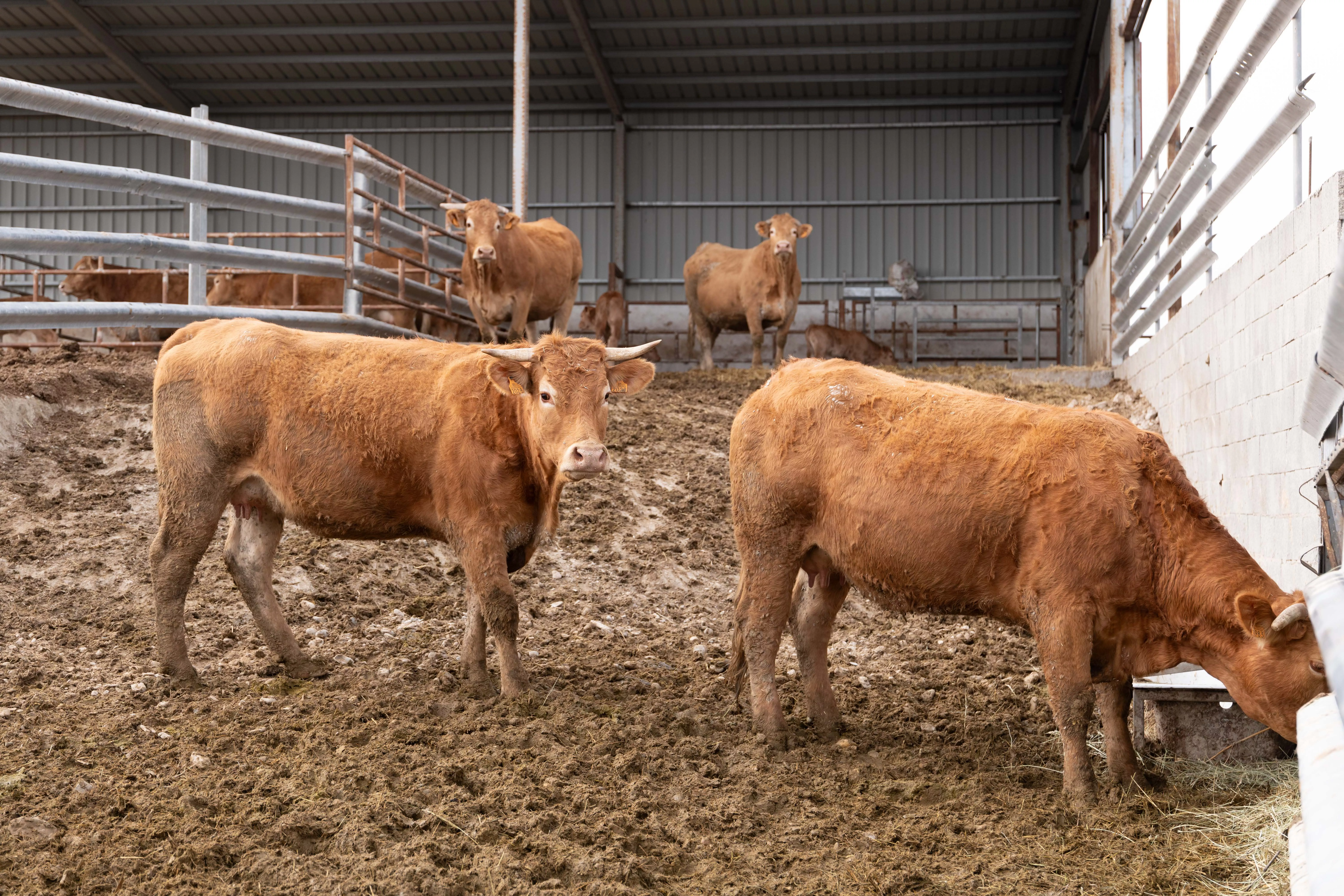 La enfermedad de la lengua azul afecta a ganado bovino y ovino.