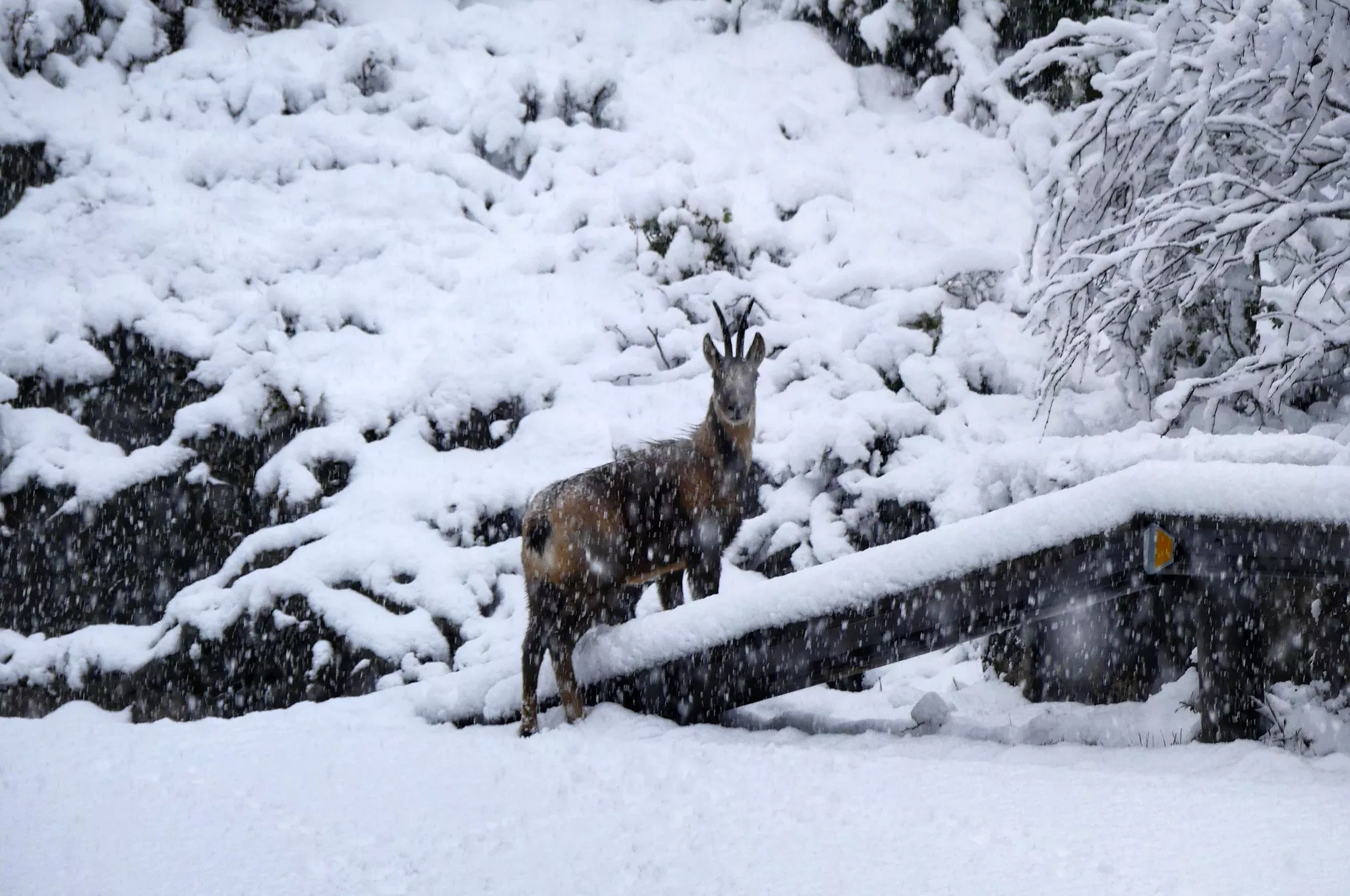 Un sarrio junto a la carretera en el Parque Nacional de Ordesa. Foto Ignacio Perruca Muñoz