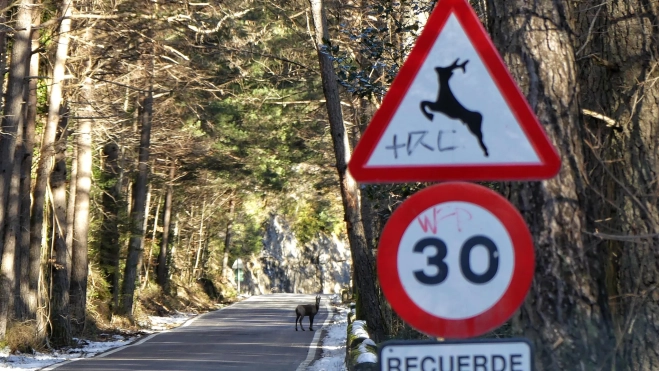 Un sarrio en la carretera. Extremar la precaución ayuda a la conservación de la fauna. Foto Ignacio Perruca Muñoz Un sarrio en la carretera. Extremar la precaución ayuda a la conservación de la fauna. Foto Ignacio Perruca Muñoz