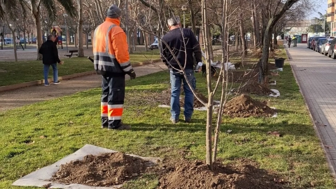 CIRUELOS PARQUE PLAZA EUROPA 1 (002) CIRUELOS PARQUE PLAZA EUROPA 1 (002)