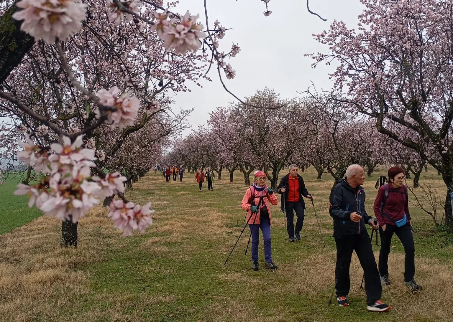 Jornada del sábado de la VIII Caminata en la Flor del Almendro de Ayerbe.