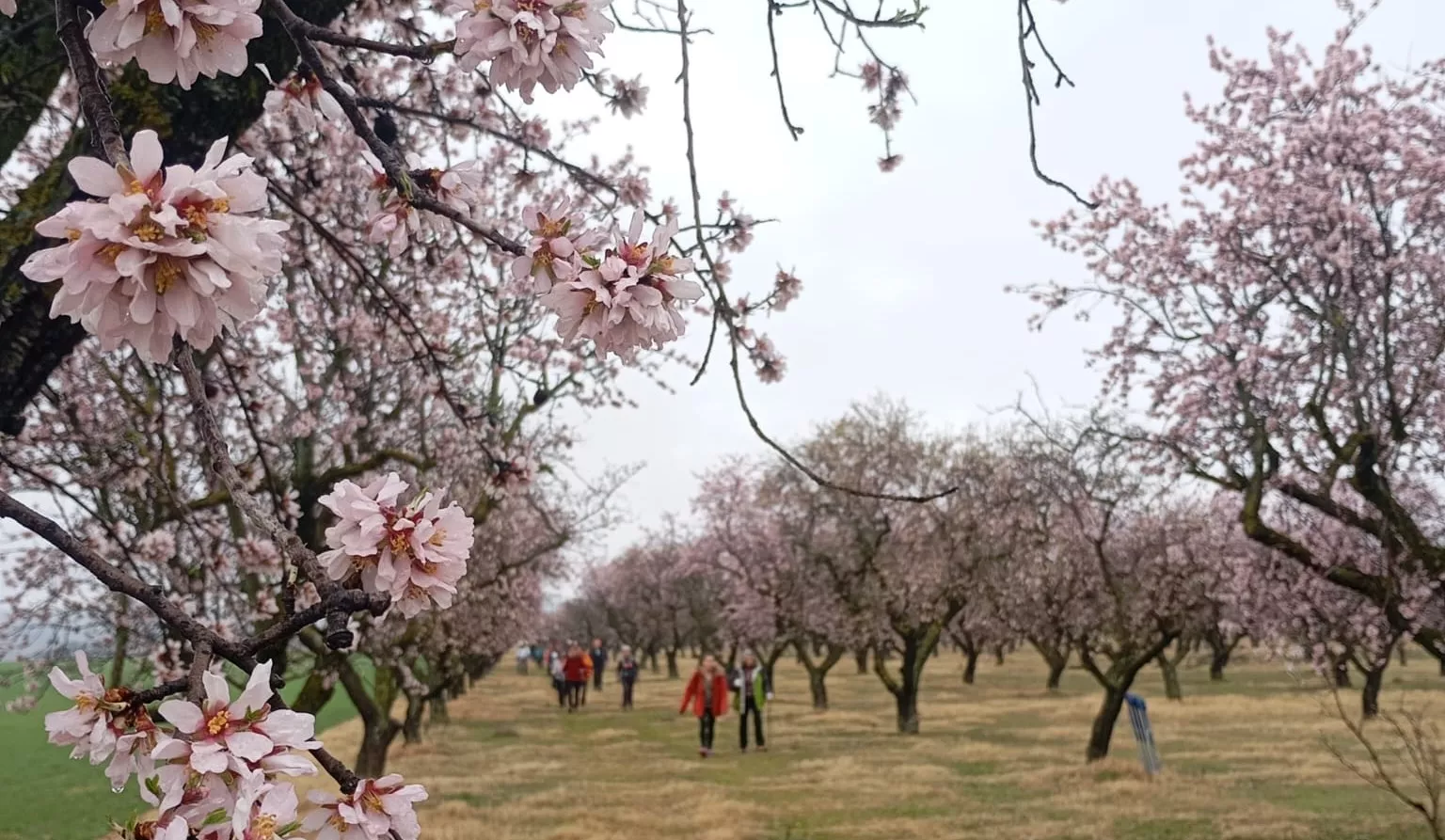 Jornada del sábado de la VIII Caminata en la Flor del Almendro de Ayerbe.