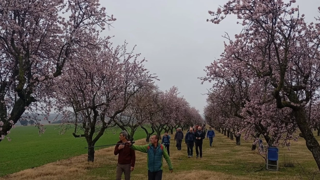 Caminantes en una de las rutas junto a almendros en flor.
