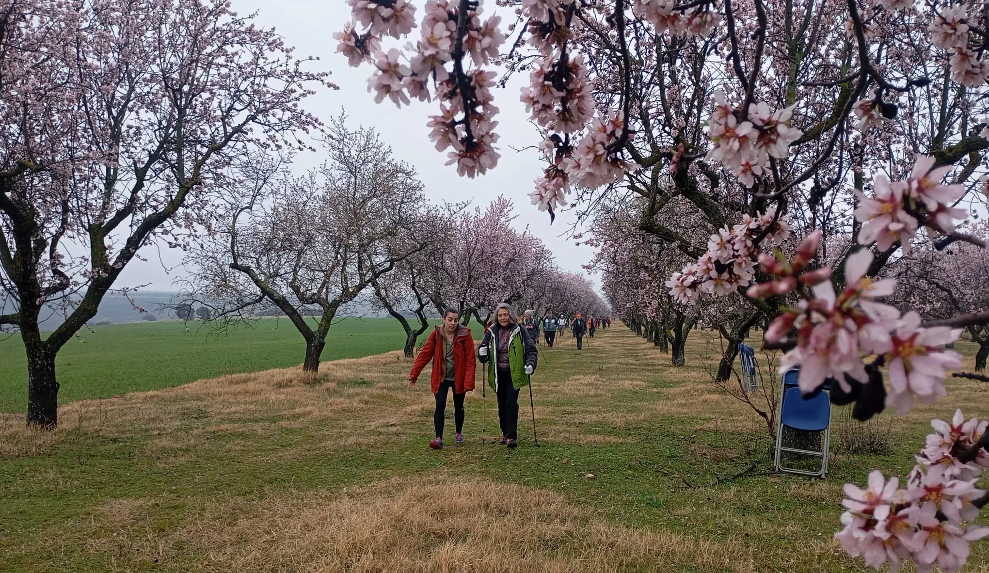 Ayerbe reedita su éxito y se llena de caminantes entre almendros en flor .