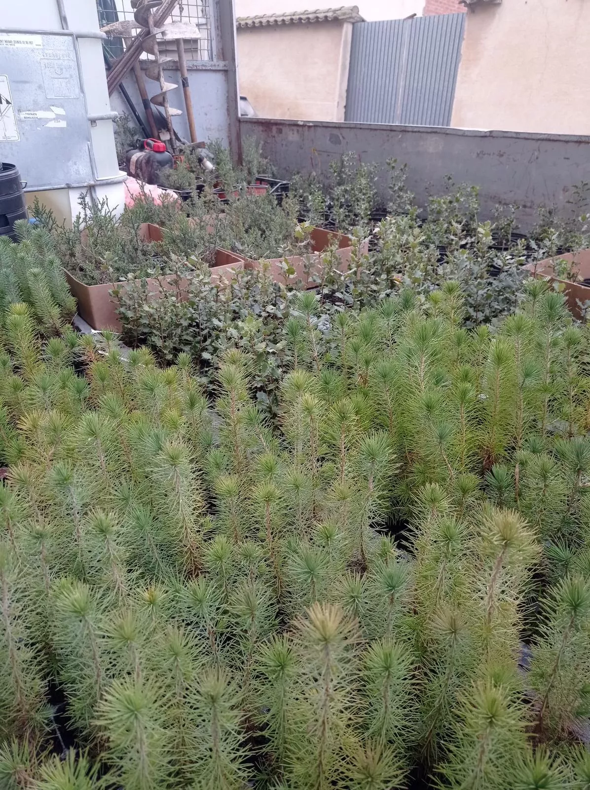 Tercera Edición del Día del Árbol en Robres. 