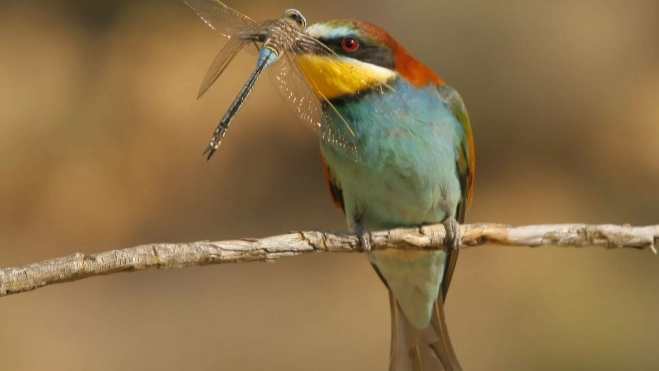 Imagen tomada por Antonio García Serrano en el Pirineo.