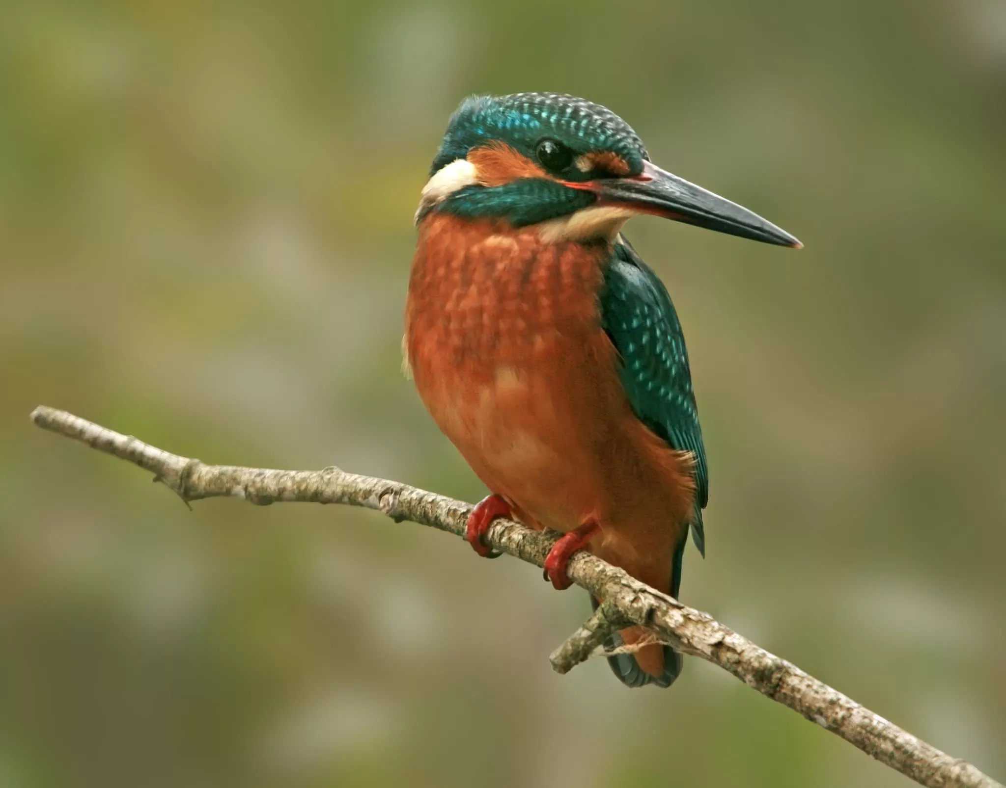 Imagen tomada por Antonio García Serrano en el Pirineo.