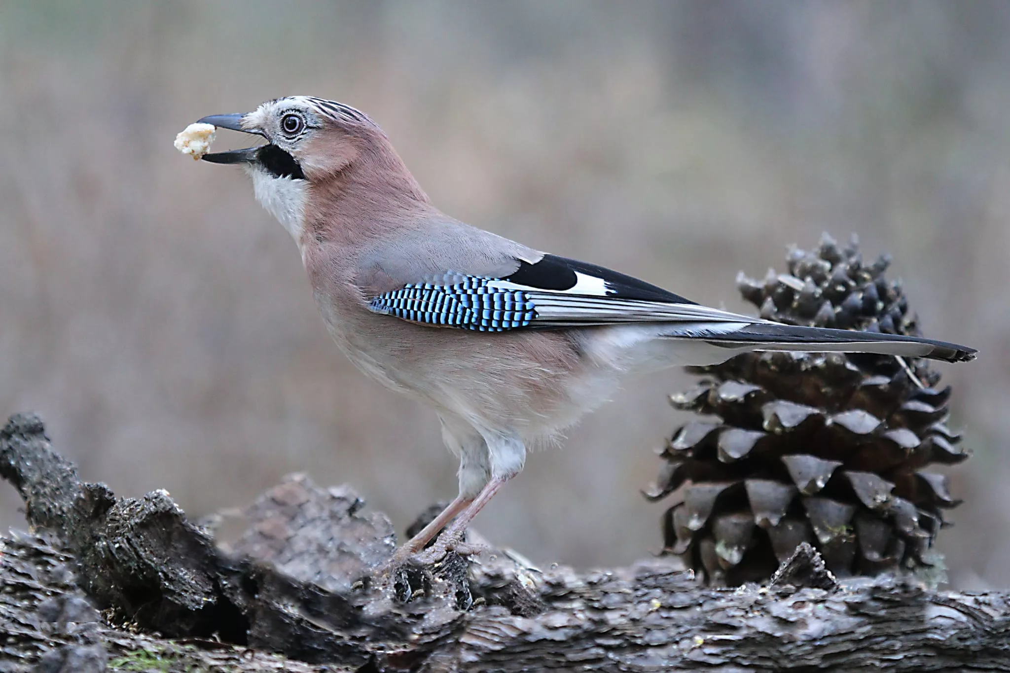 Imagen tomada por Antonio García Serrano en el Pirineo.