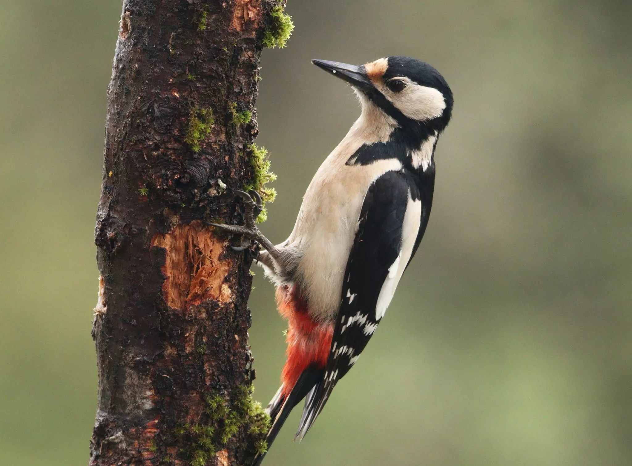 Imagen tomada por Antonio García Serrano en el Pirineo.