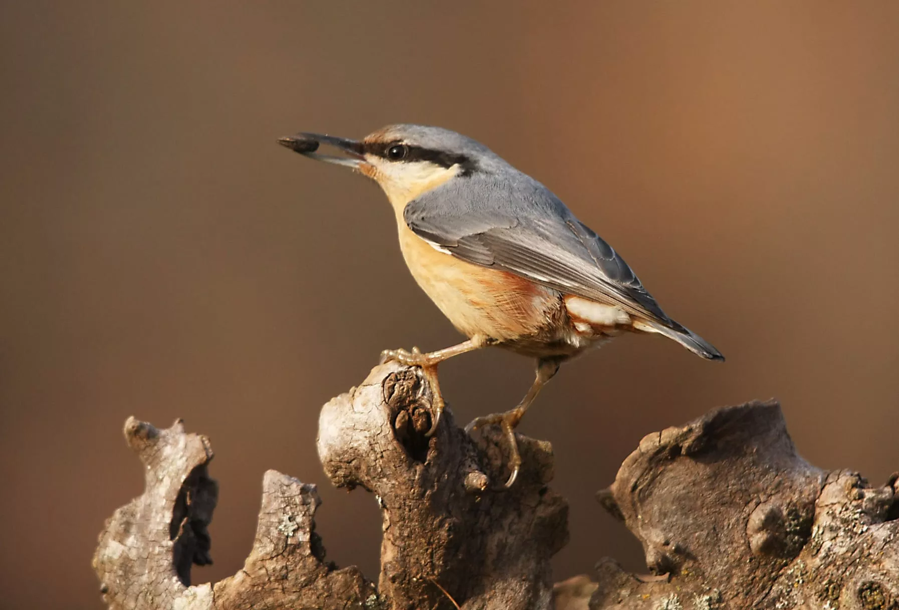Imagen tomada por Antonio García Serrano en el Pirineo.