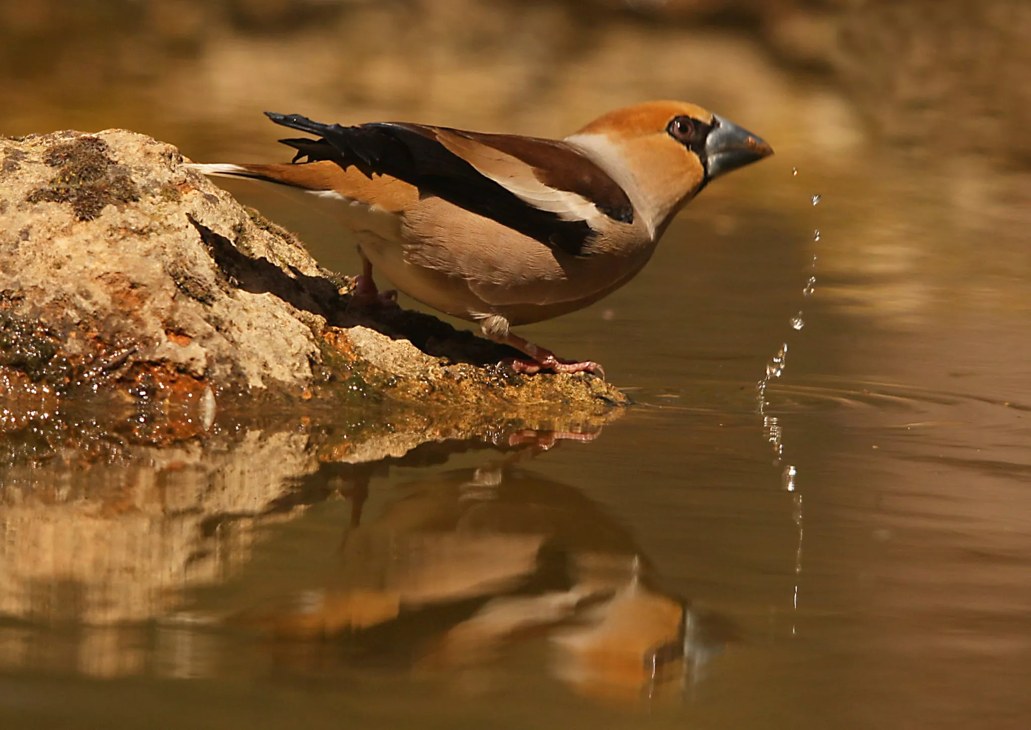 Imagen tomada por Antonio García Serrano en el Pirineo.