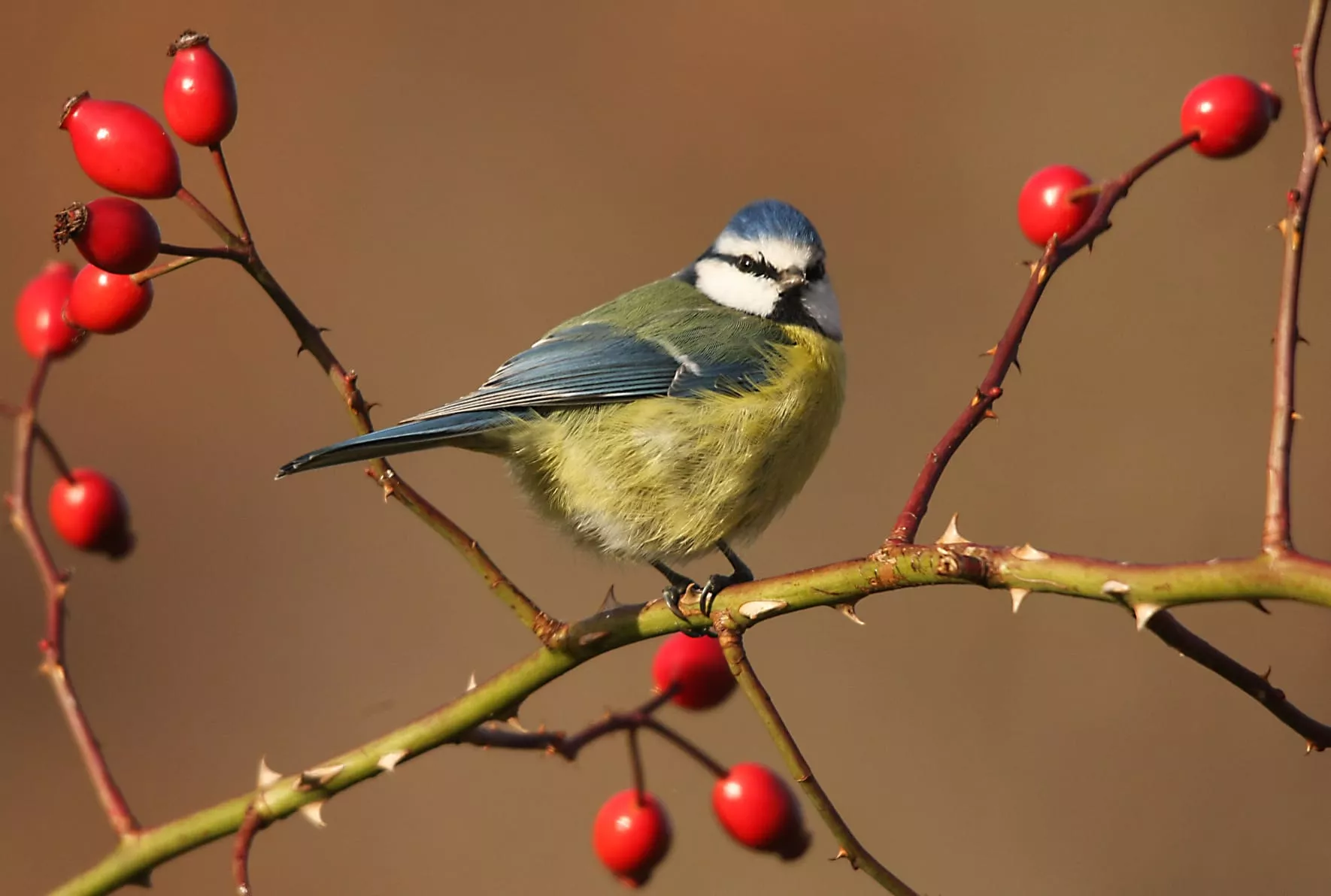 Imagen tomada por Antonio García Serrano en el Pirineo.