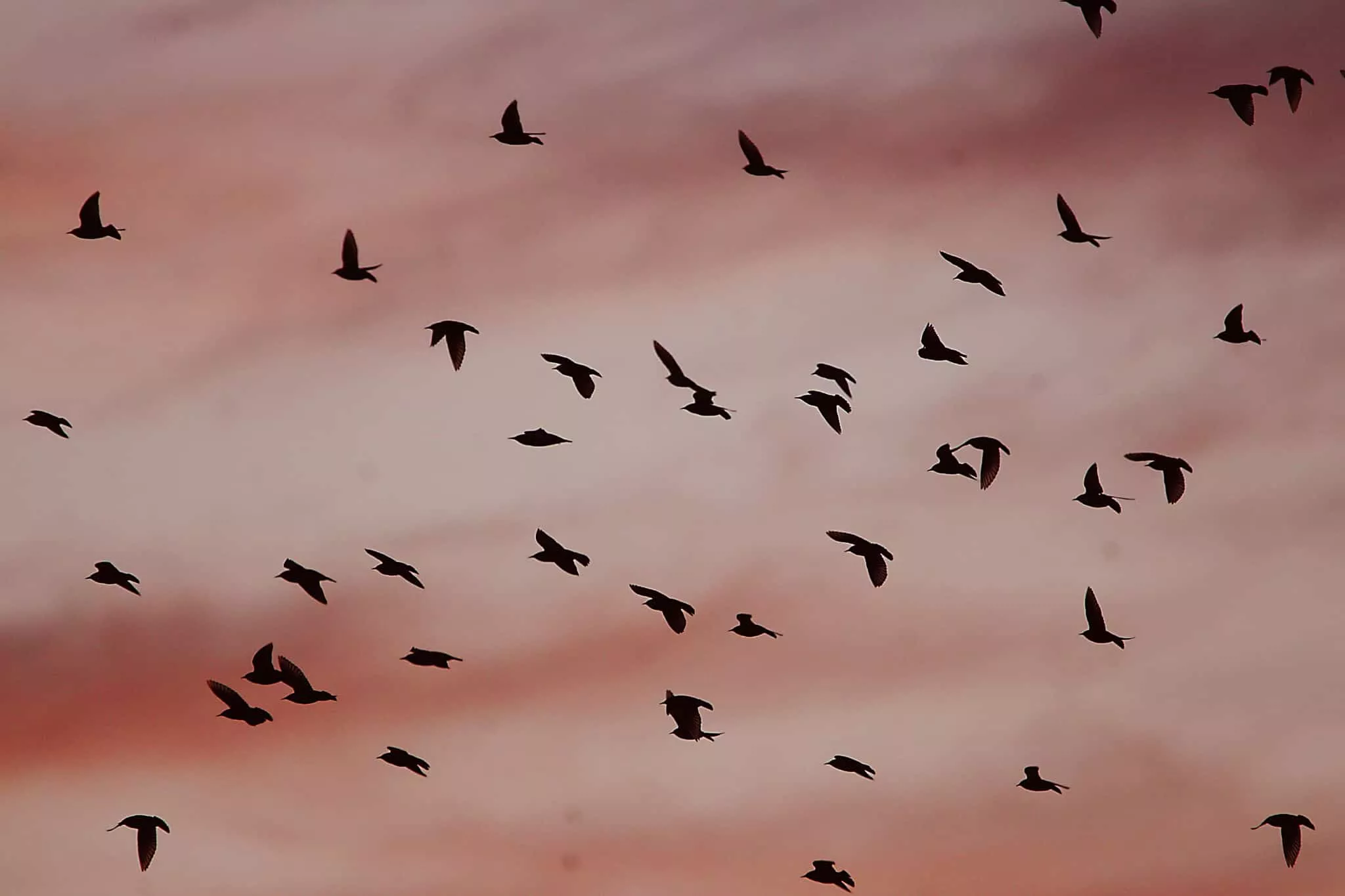 Imagen tomada por Antonio García Serrano en el Pirineo.