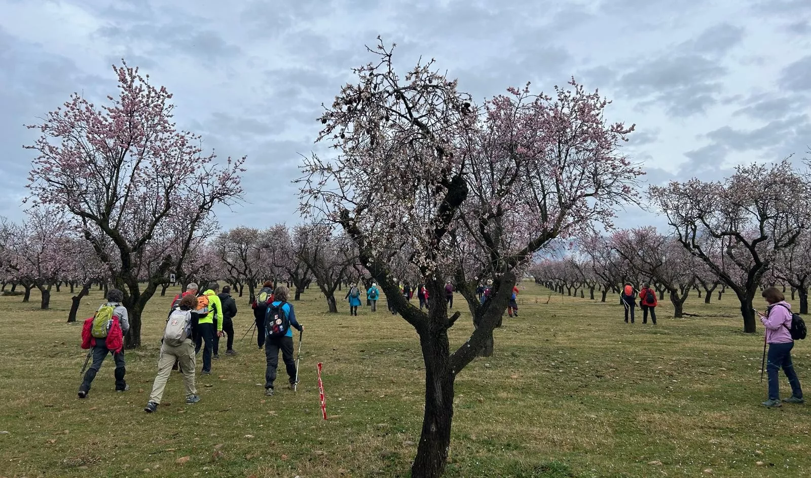 Jornada del domingo de la VIII Caminata en la Flor del Almendro de Ayerbe.