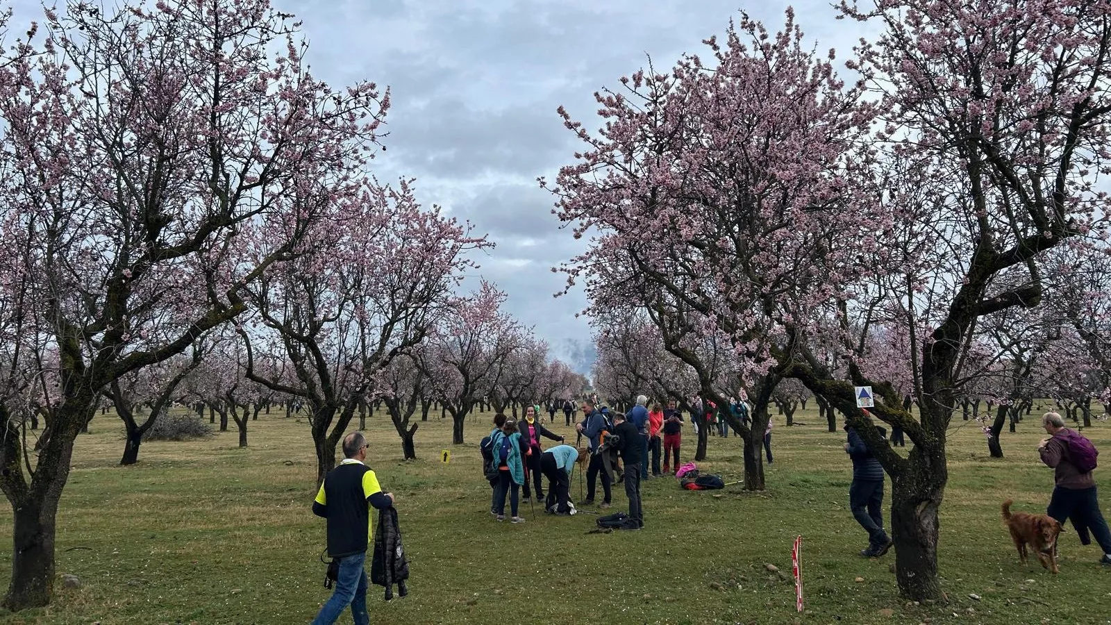 Jornada del domingo de la VIII Caminata en la Flor del Almendro de Ayerbe.
