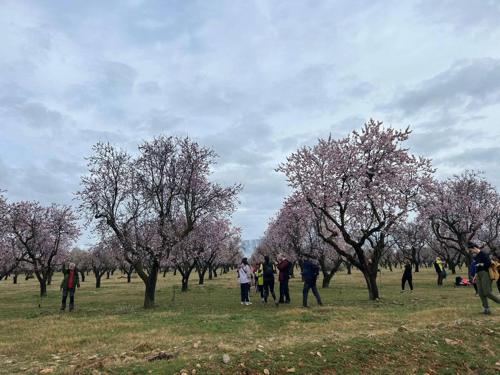 Jornada del domingo de la VIII Caminata en la Flor del Almendro de Ayerbe.
