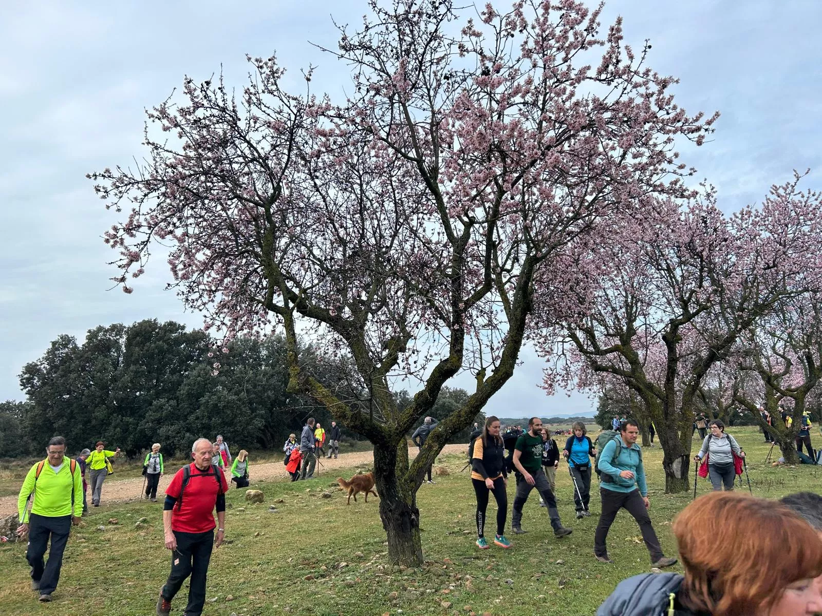 Jornada del domingo de la VIII Caminata en la Flor del Almendro de Ayerbe.