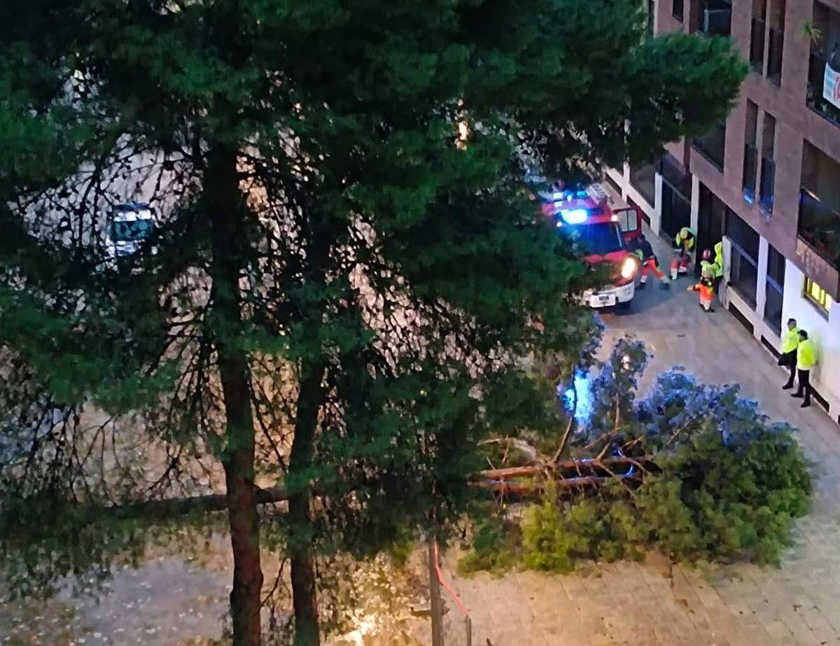 Pino que se ha derrumbado sobre un banco y la acera del parque de San Martín Pino que se ha derrumbado sobre un banco y la acera del parque de San Martín