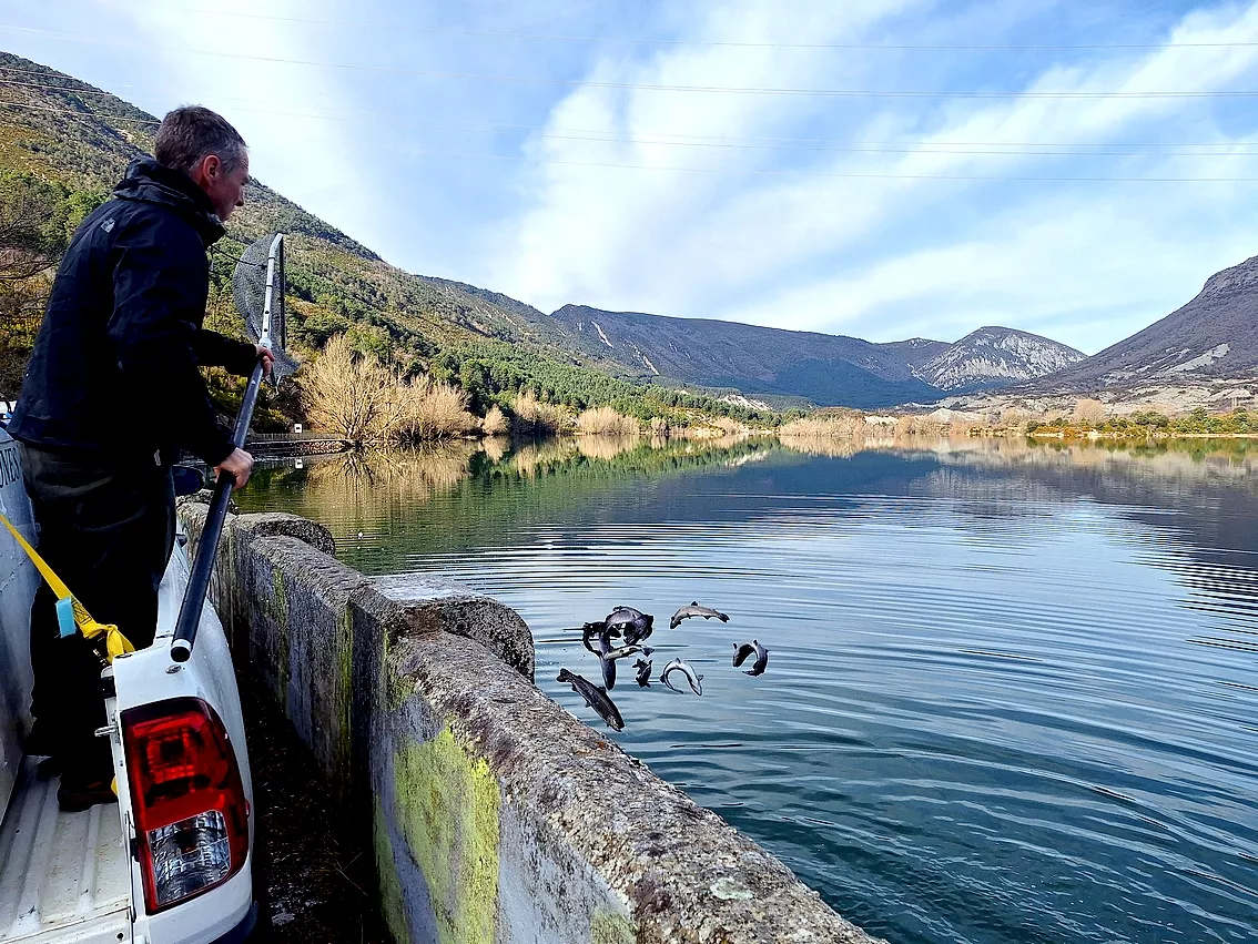Repoblación de truchas en Arguis este viernes.