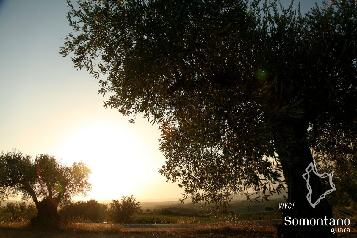 El oleoturismo, dentro de Saborea Guara Somontano El oleoturismo, dentro de Saborea Guara Somontano