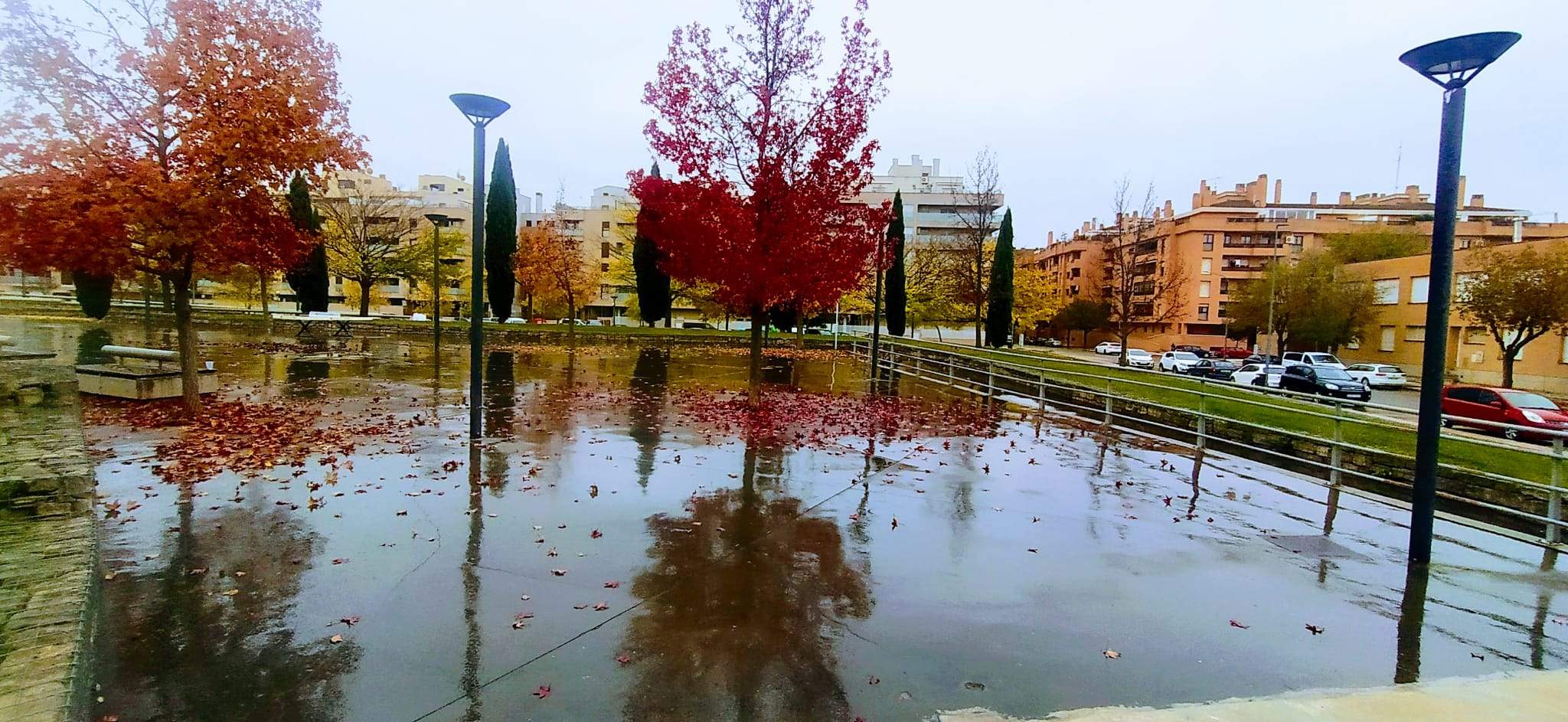 Los Liquidámbar se reflejan con sus hojas rojizas en el suelo mojado. Foto Joaquín Santafé 