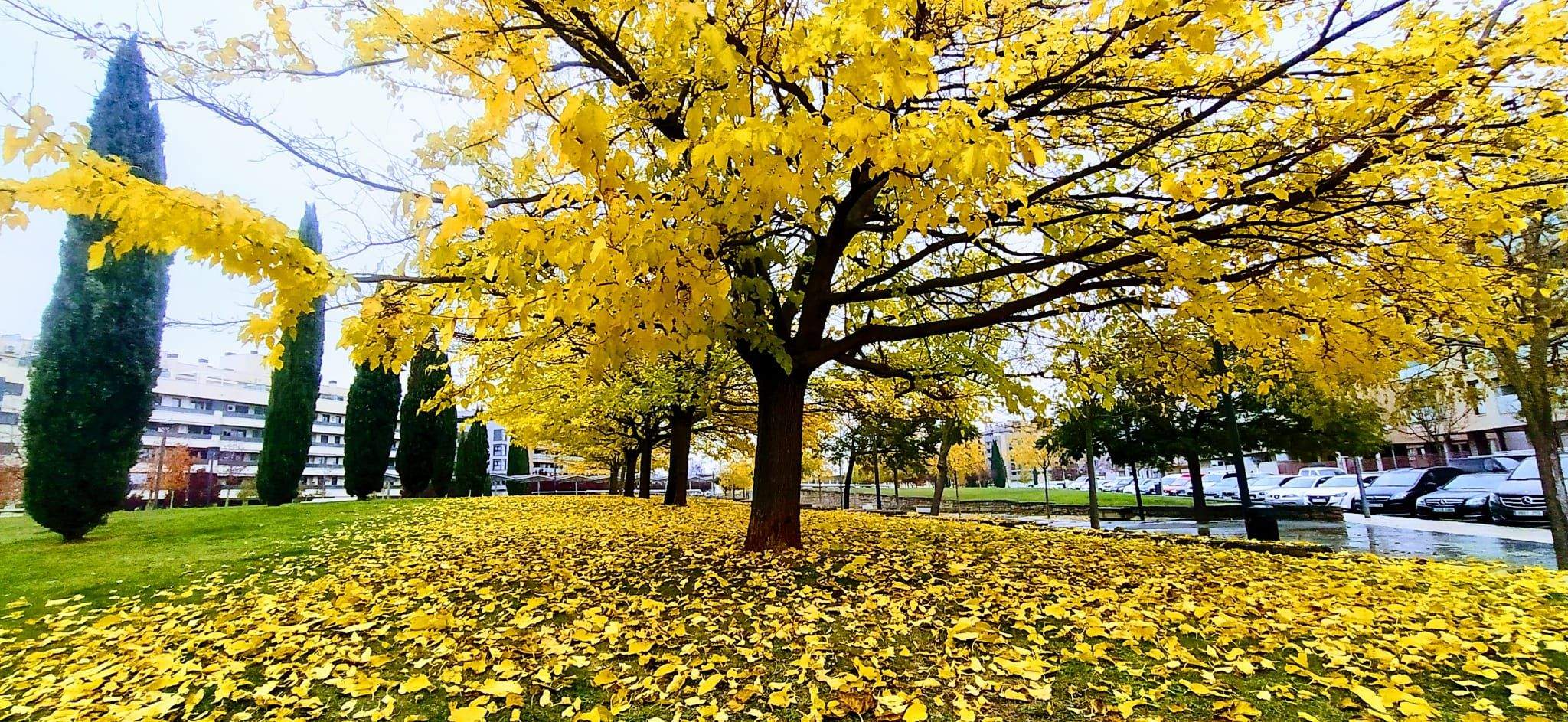 Las moreras están a punto de perder sus hojas. Foto Joaquín Santafé 