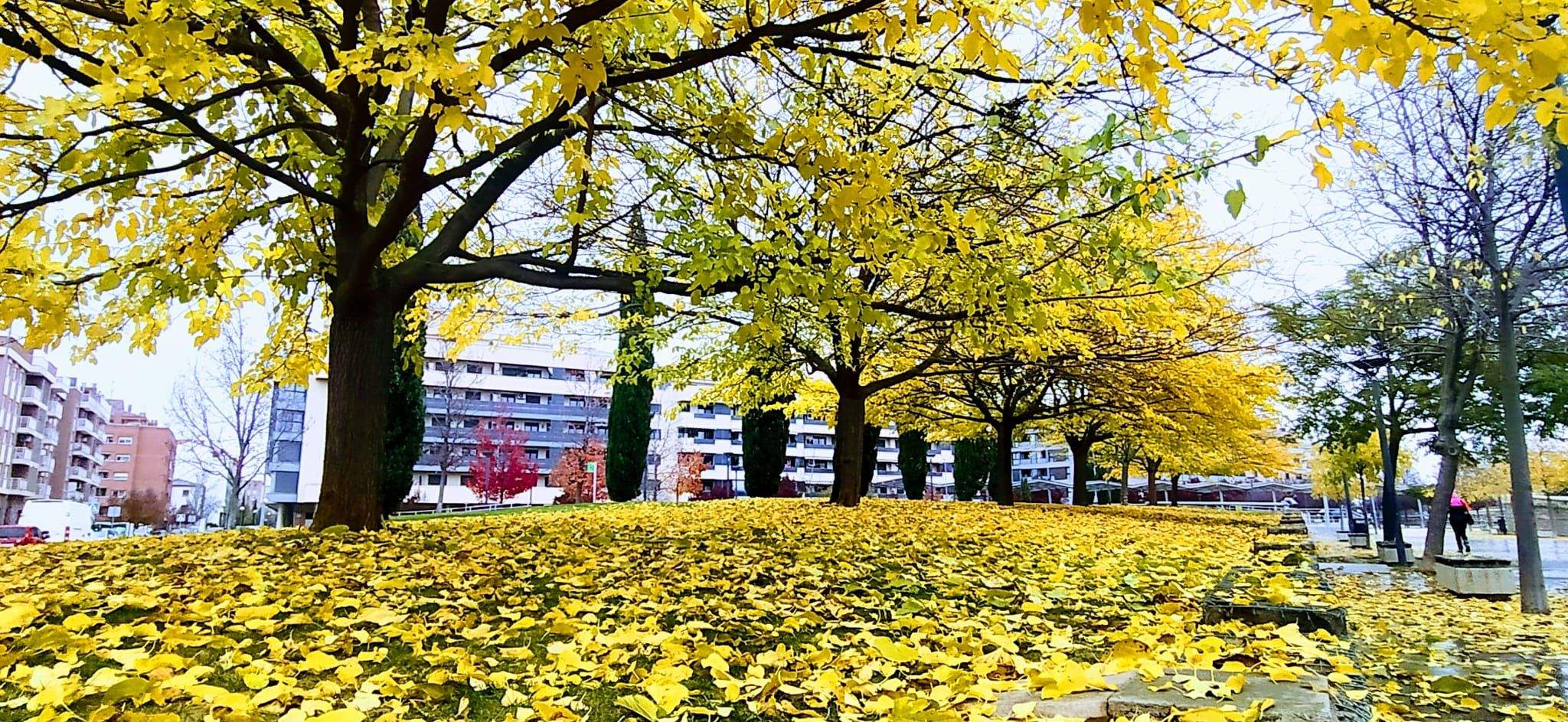 Las moreras, son sus hojas amarillas. Foto Joaquín Santafé