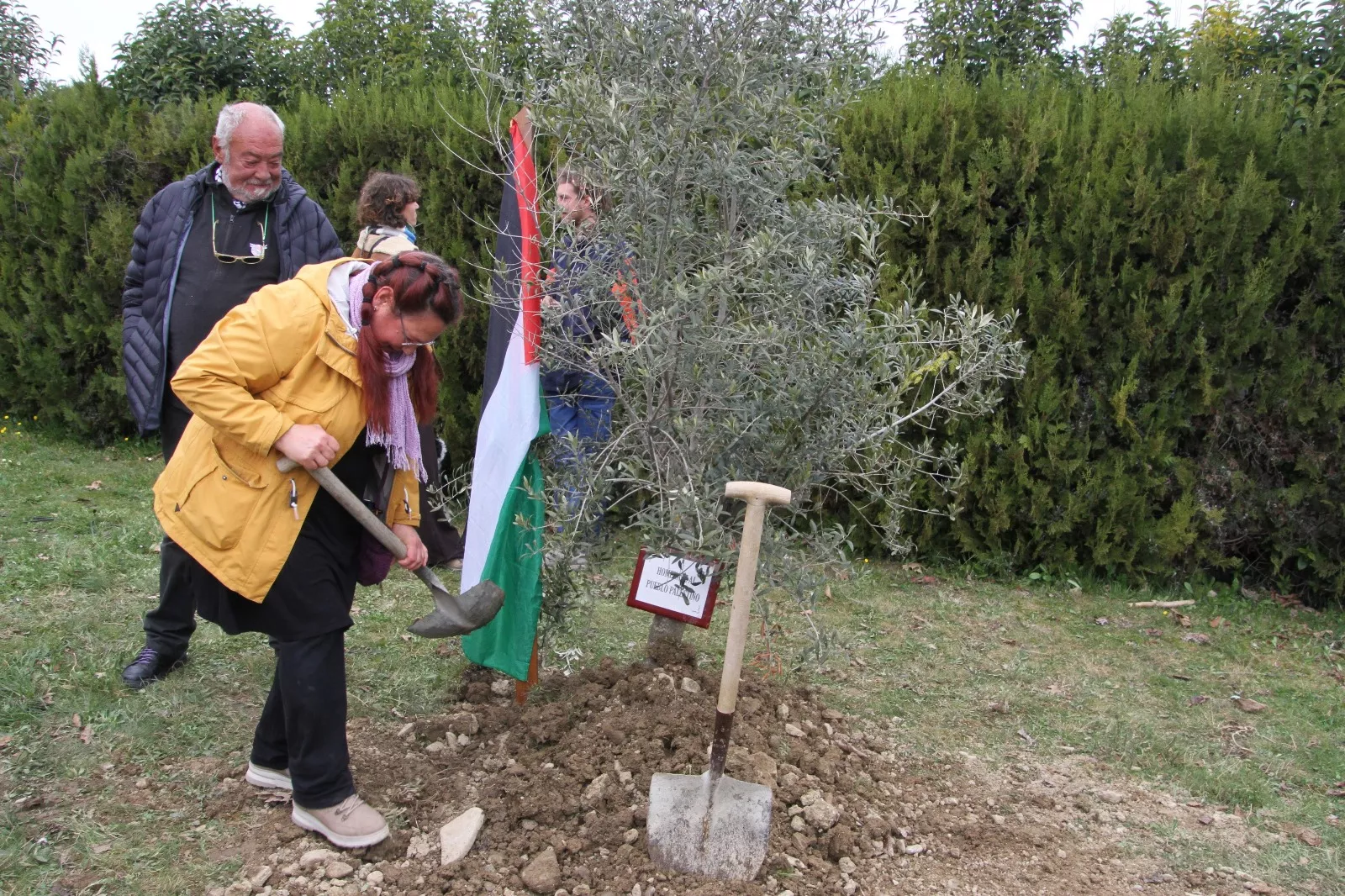 Plantación de un olivo palestino en Aínsa. Foto Carlos Neofato 