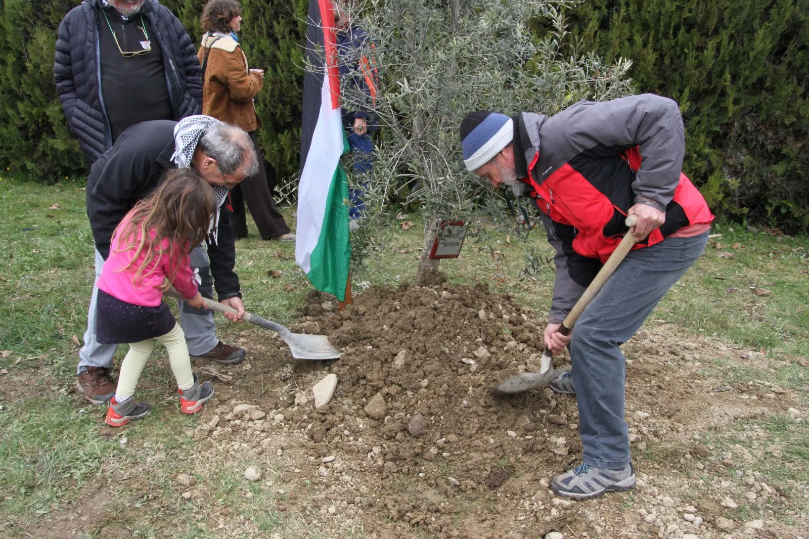 Plantación de un olivo palestino en Aínsa. Foto Carlos Neofato 