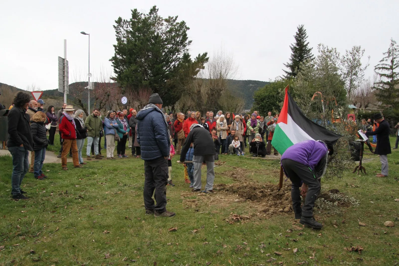 Plantación de un olivo palestino en Aínsa. Foto Carlos Neofato 