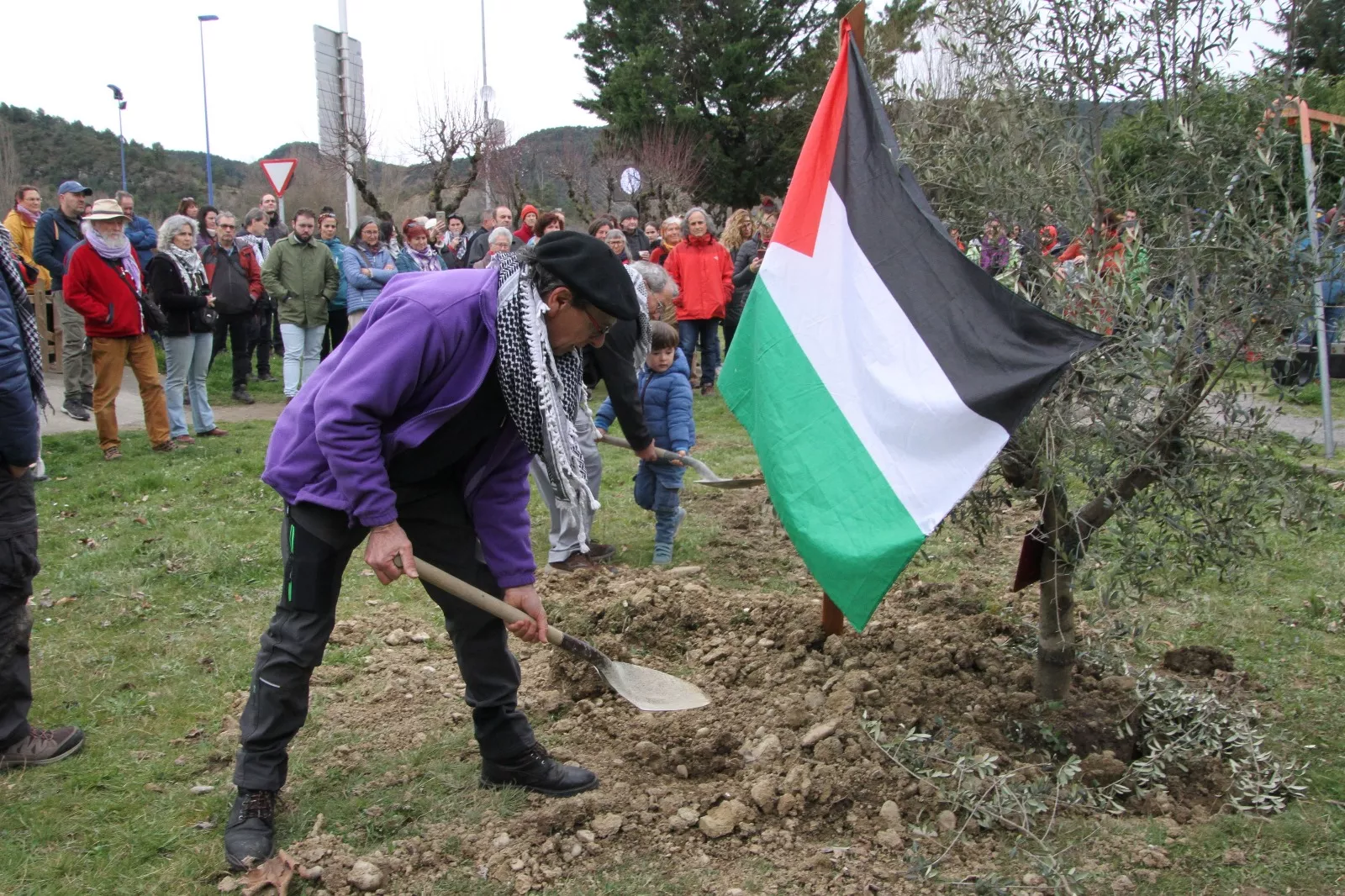 Plantación de un olivo palestino en Aínsa. Foto Carlos Neofato 