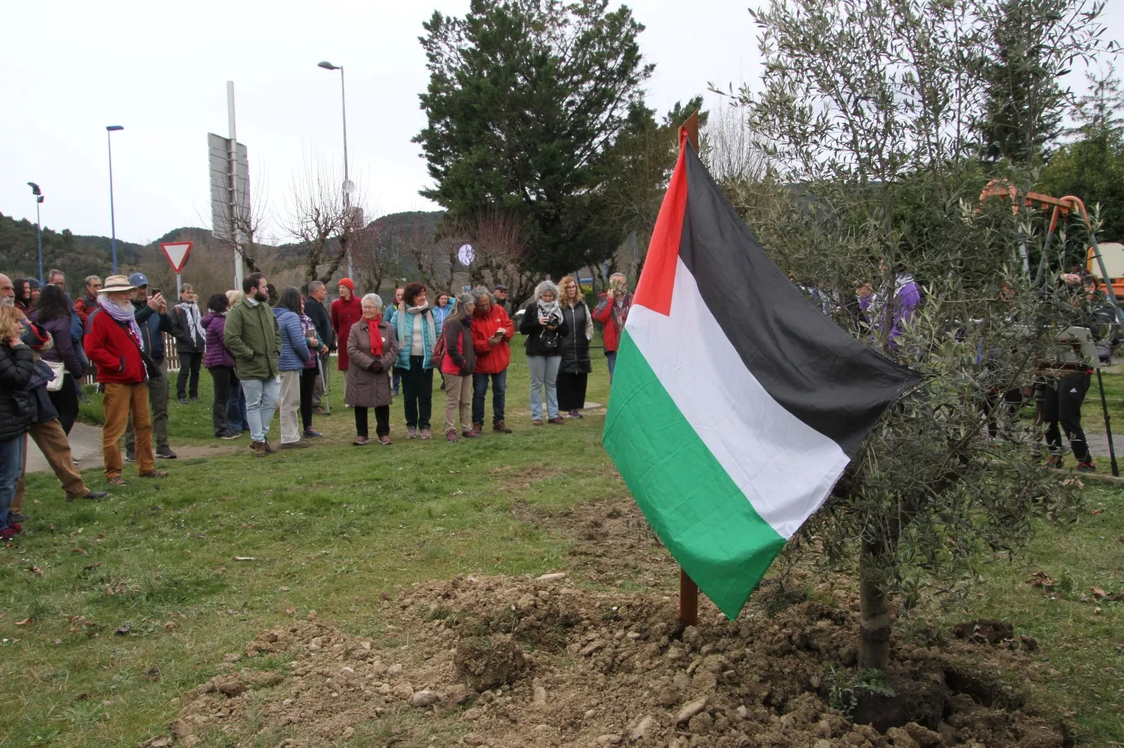 Plantación de un olivo palestino en Aínsa. Foto Carlos Neofato 