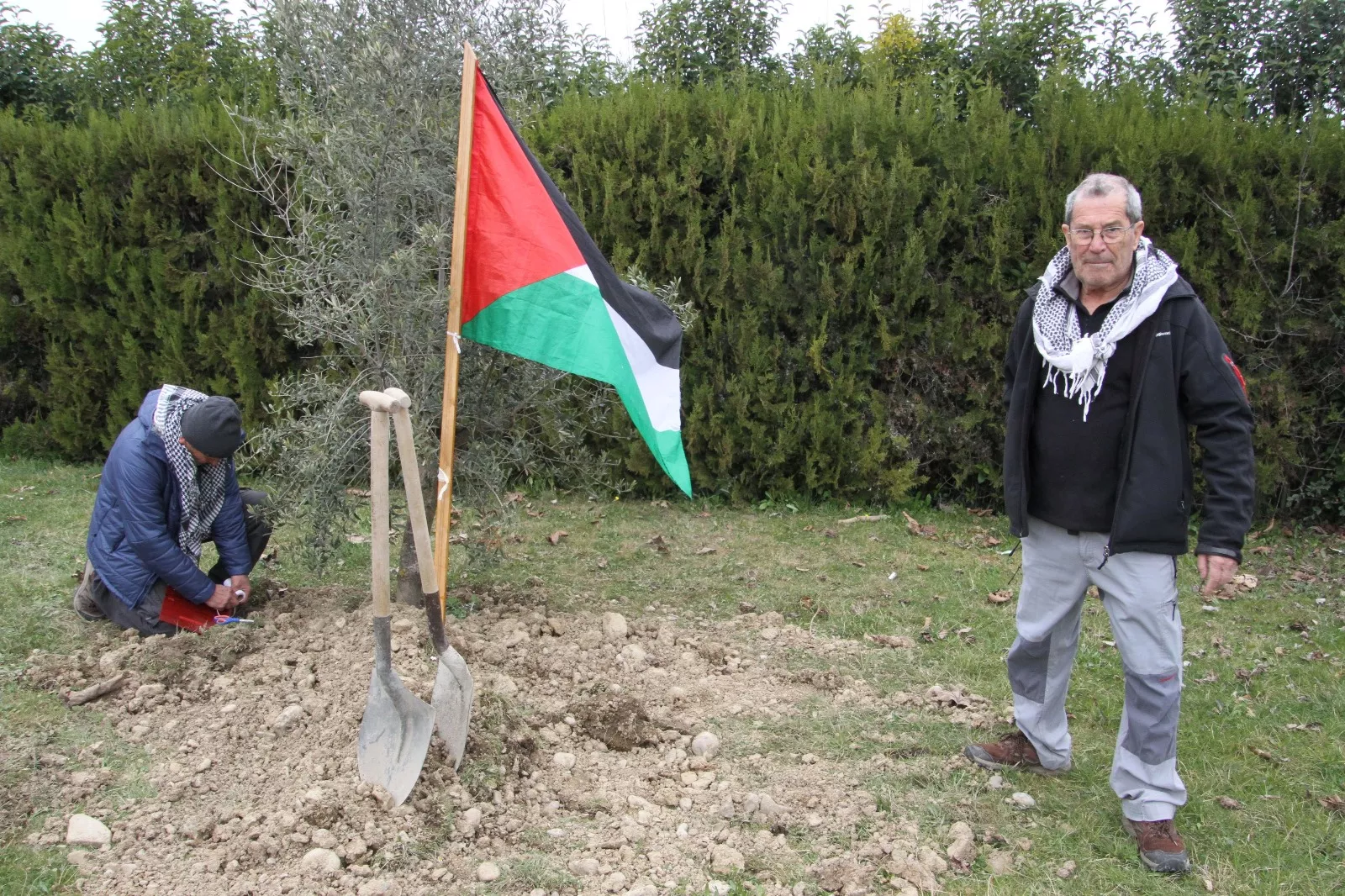 Plantación de un olivo palestino en Aínsa. Foto Carlos Neofato 
