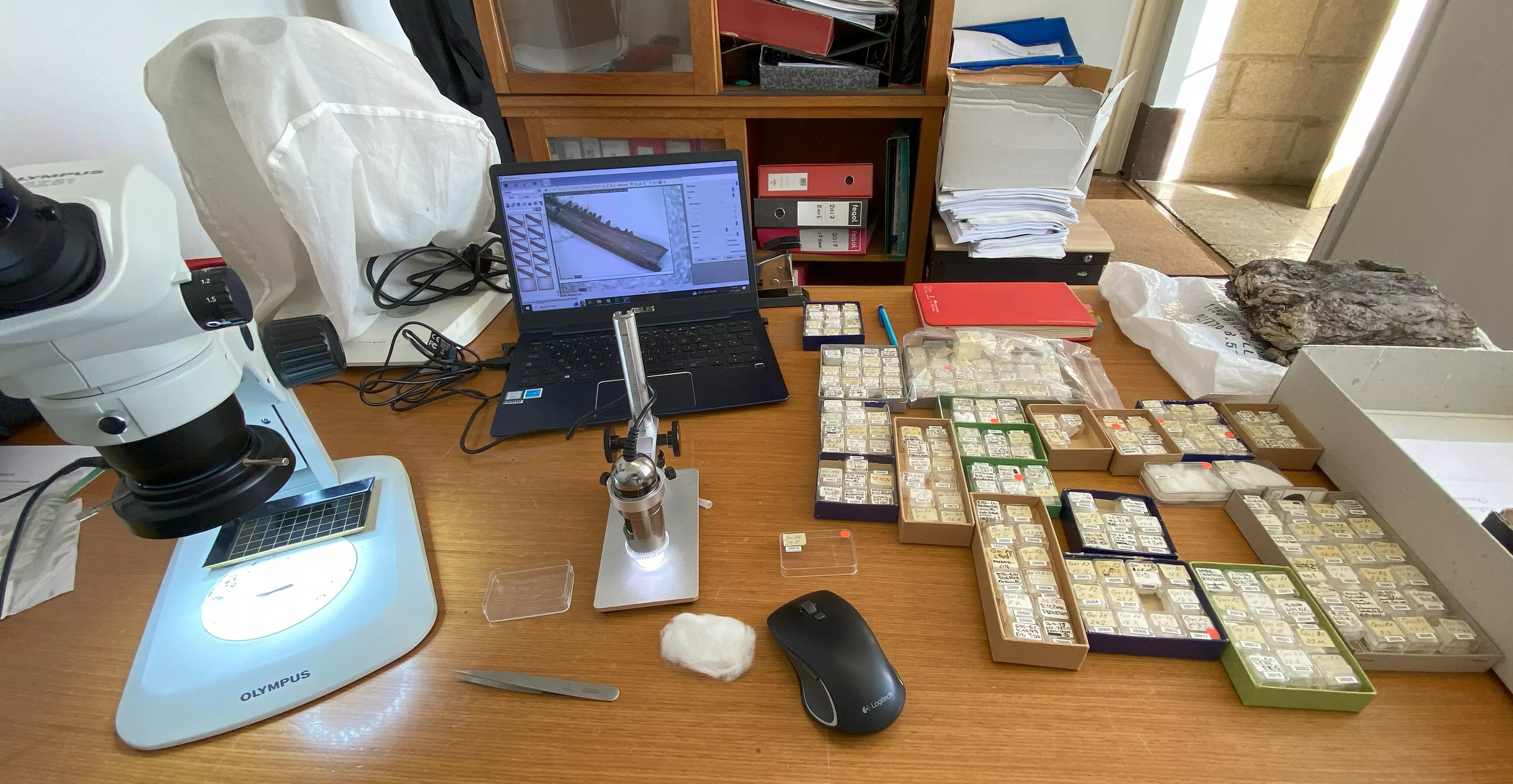 La colección de reptiles de Guimarota, alojada en el Museu Geologico, es una de las más importantes del mundo para el Jurásico Superior.