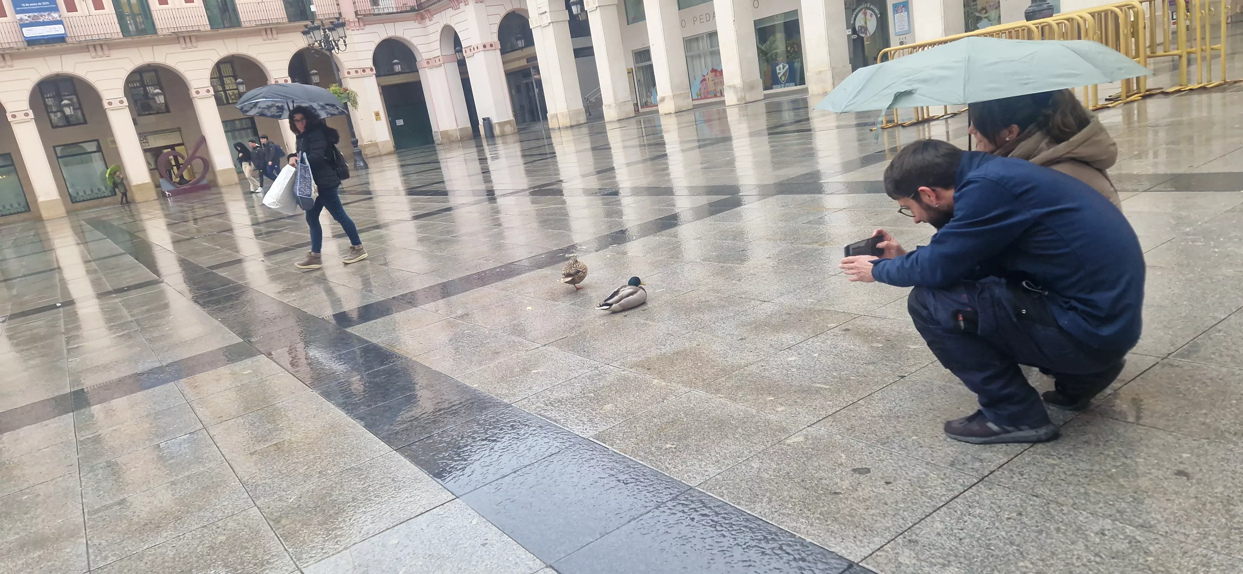 Dos patitos en la plaza López Allué de Huesca. Foto Myriam Martínez