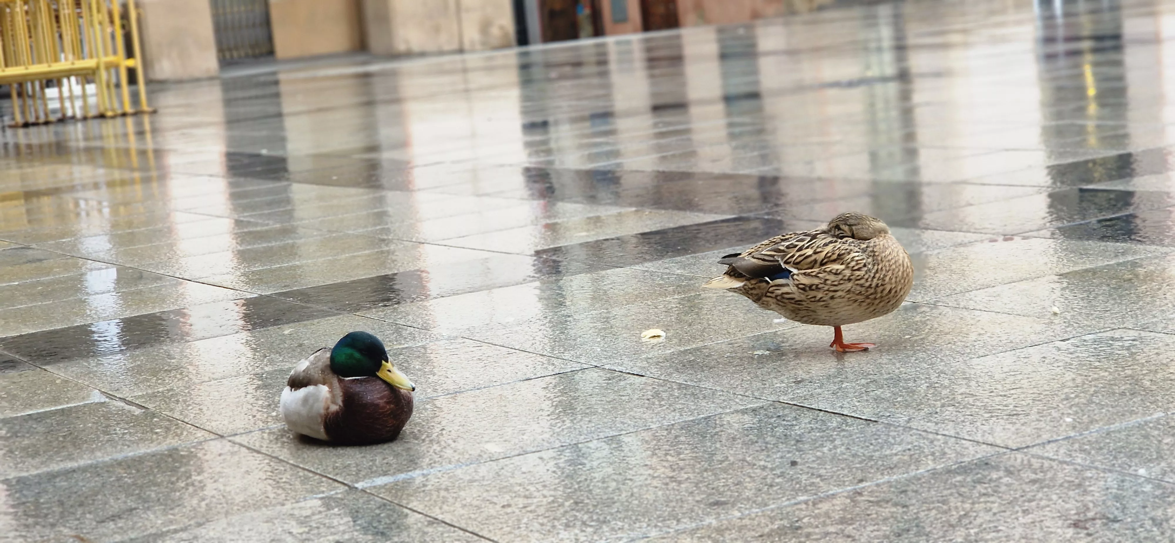 Dos patitos en la plaza López Allué de Huesca. Foto Myriam Martínez