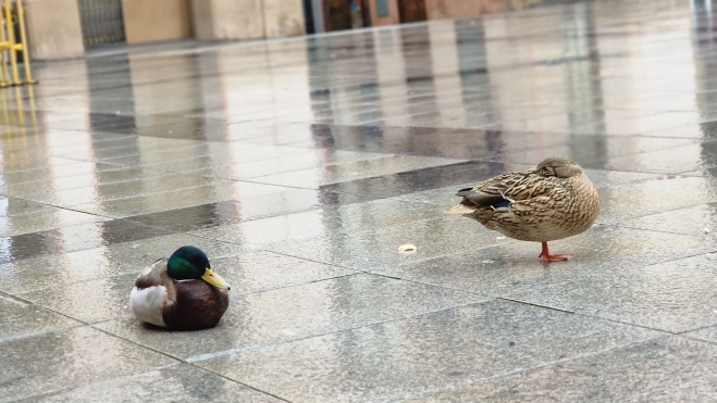 Dos patitos en la plaza López Allué de Huesca. Foto Myriam Martínez