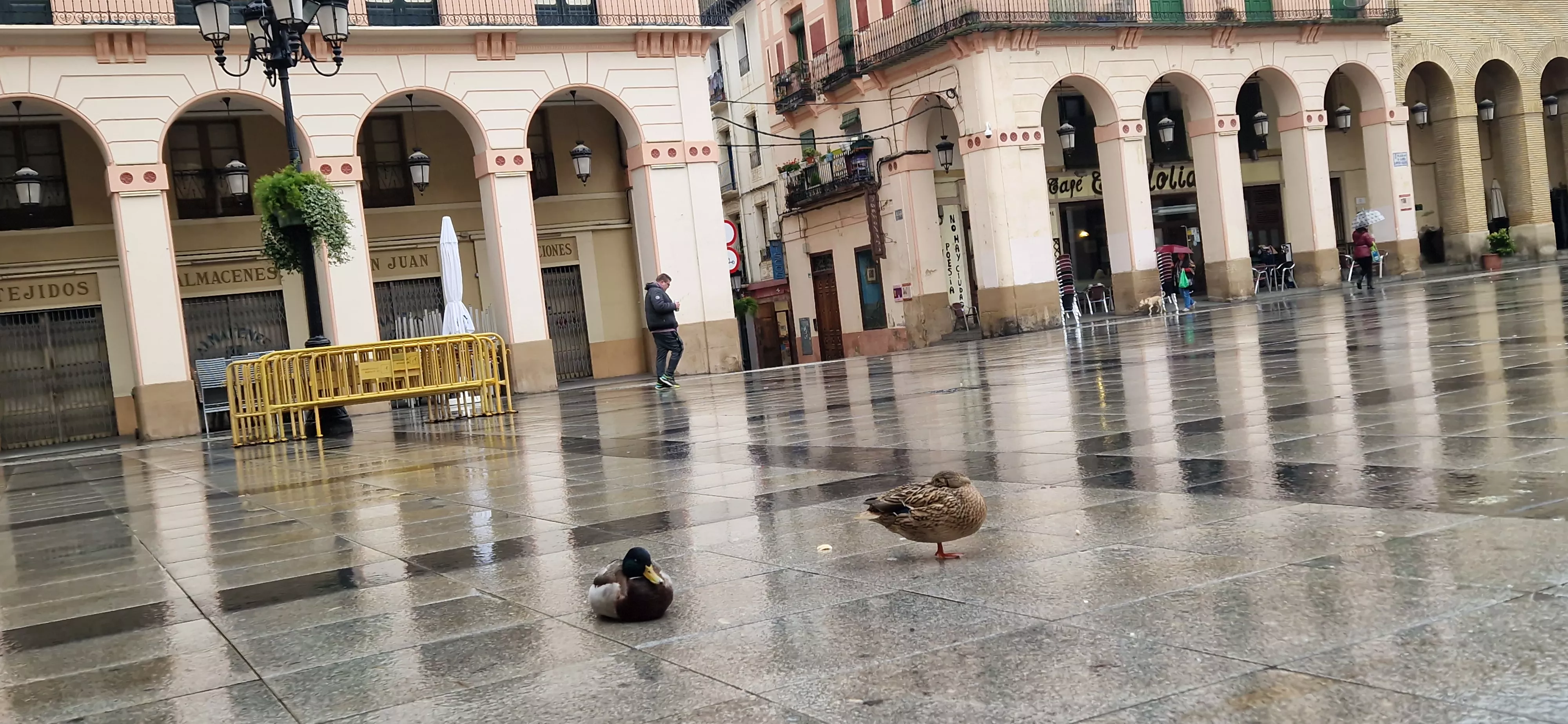 Dos patitos en la plaza López Allué de Huesca. Foto Myriam Martínez