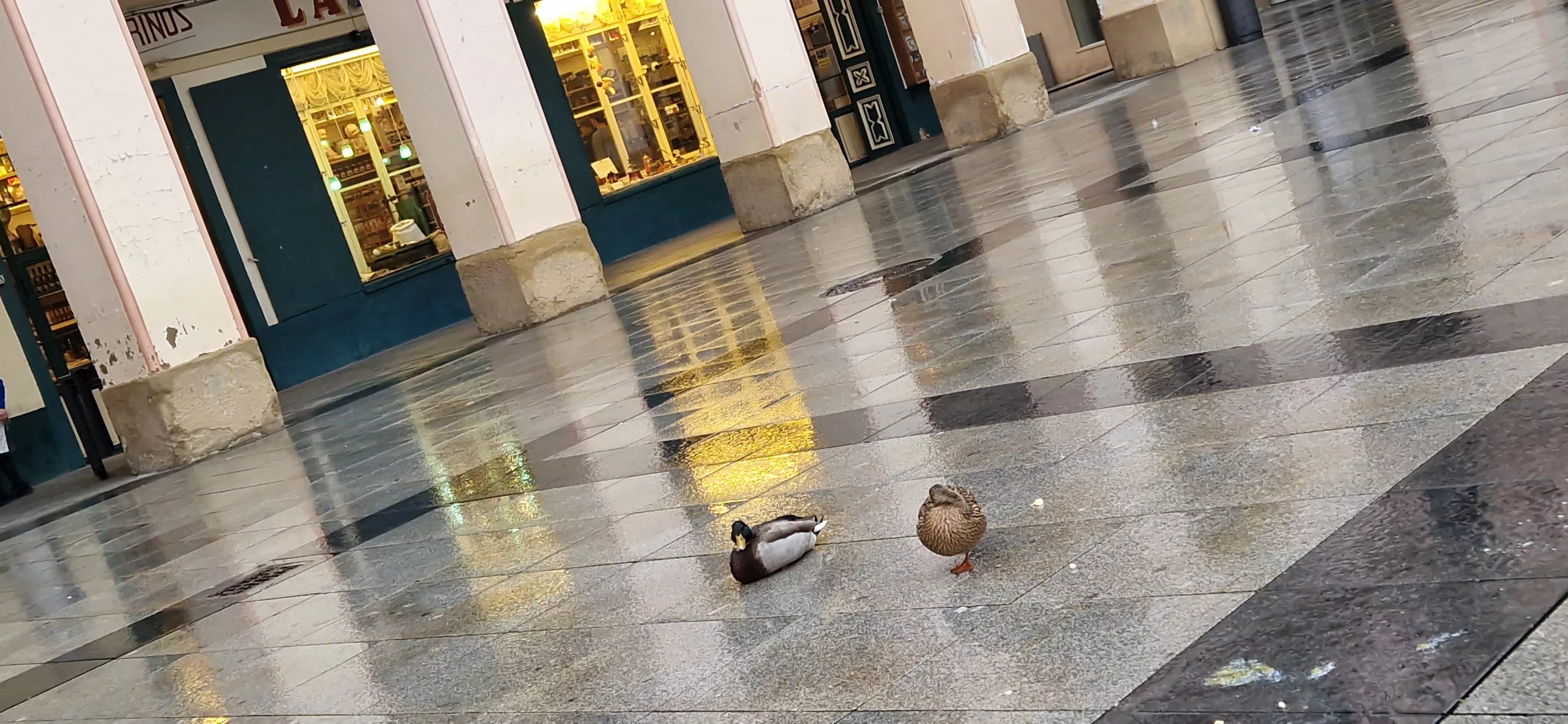 Dos patitos en la plaza López Allué de Huesca. Foto Myriam Martínez