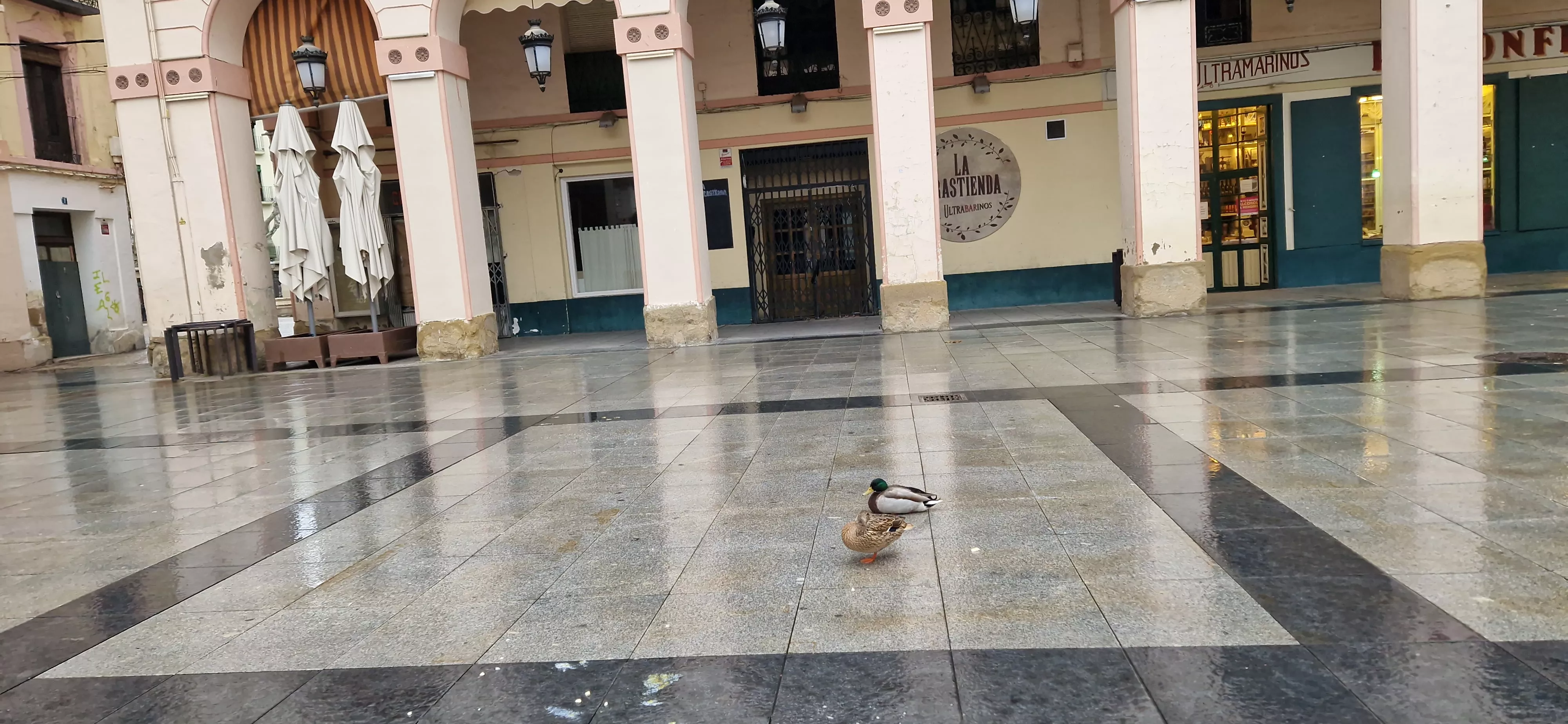 Dos patitos en la plaza López Allué de Huesca. Foto Myriam Martínez