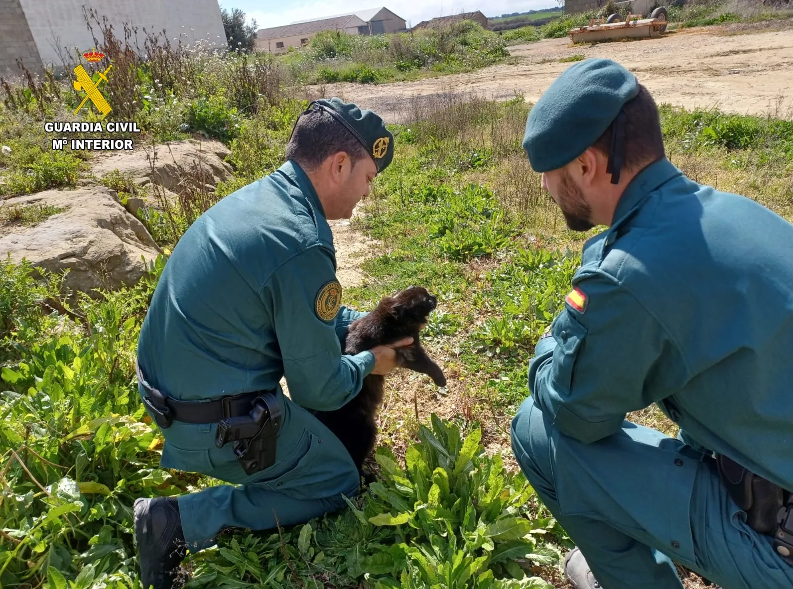 El Eprona de la Guardia Civil con un gato